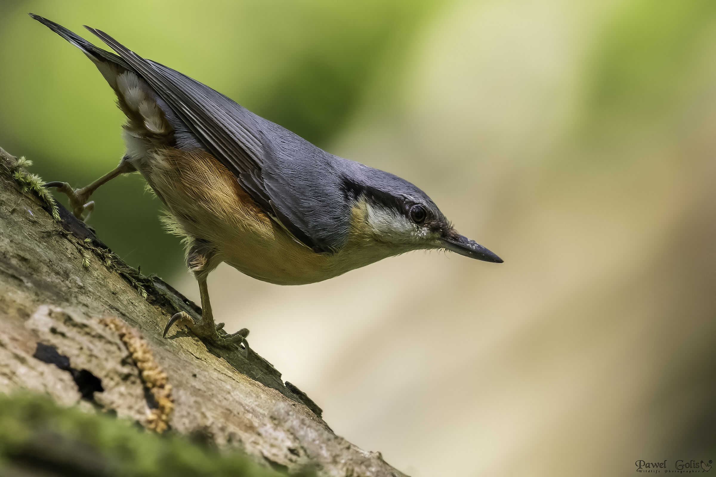 Nuthatch (Sitta europaea)