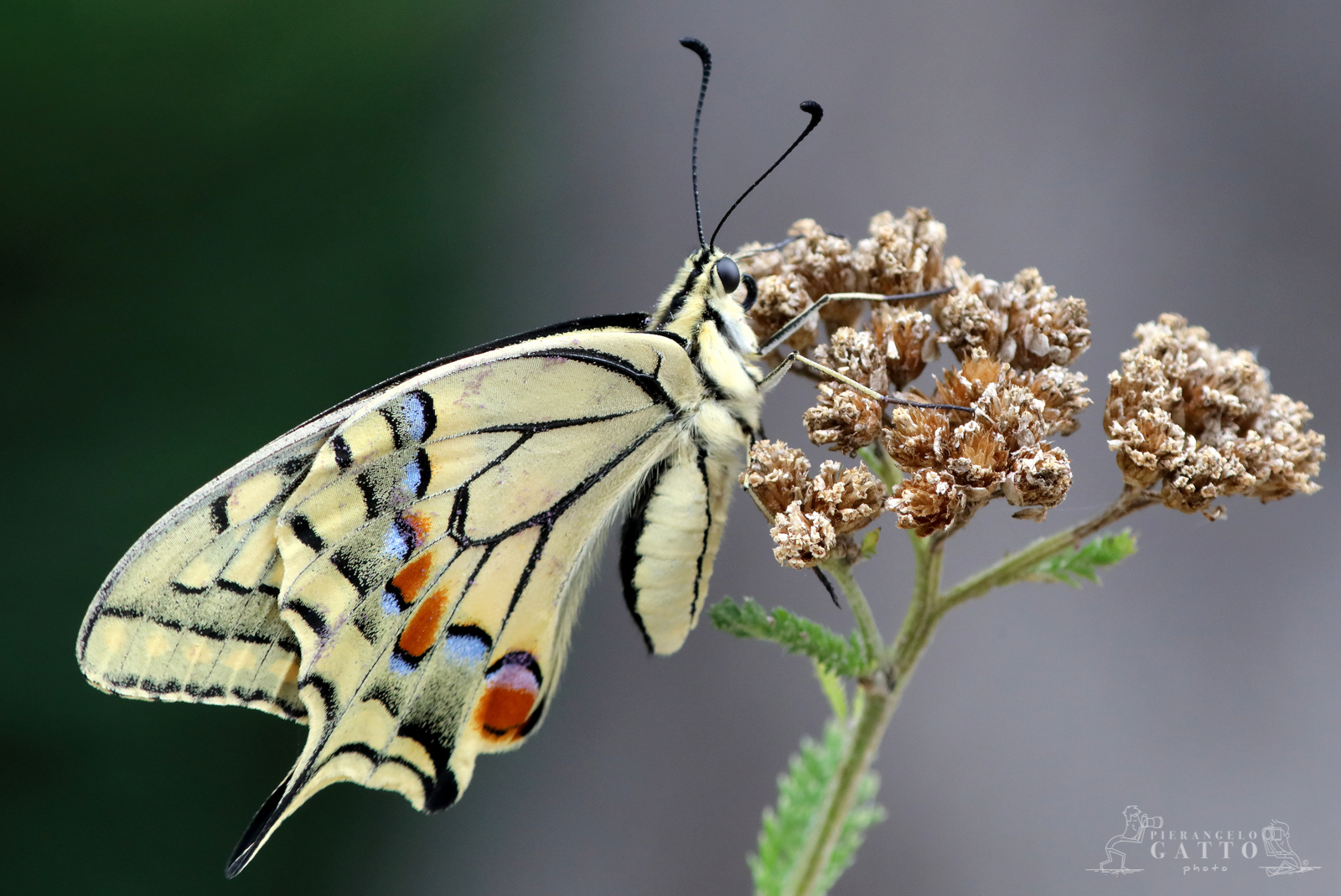 Papilio machaon Test with Kenko 2x