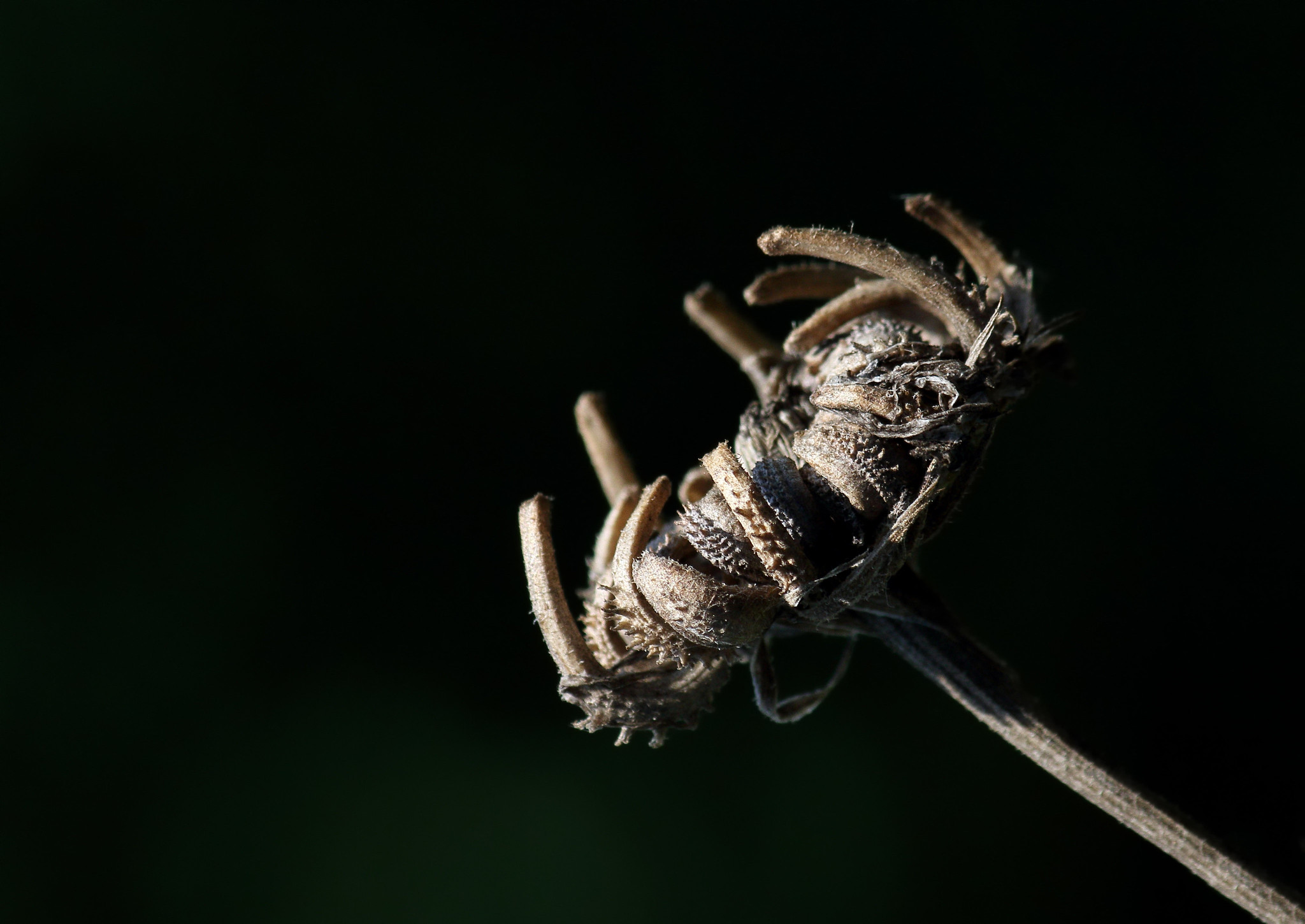 Test kenko 2x on 7d2 - Sigma 105 macros