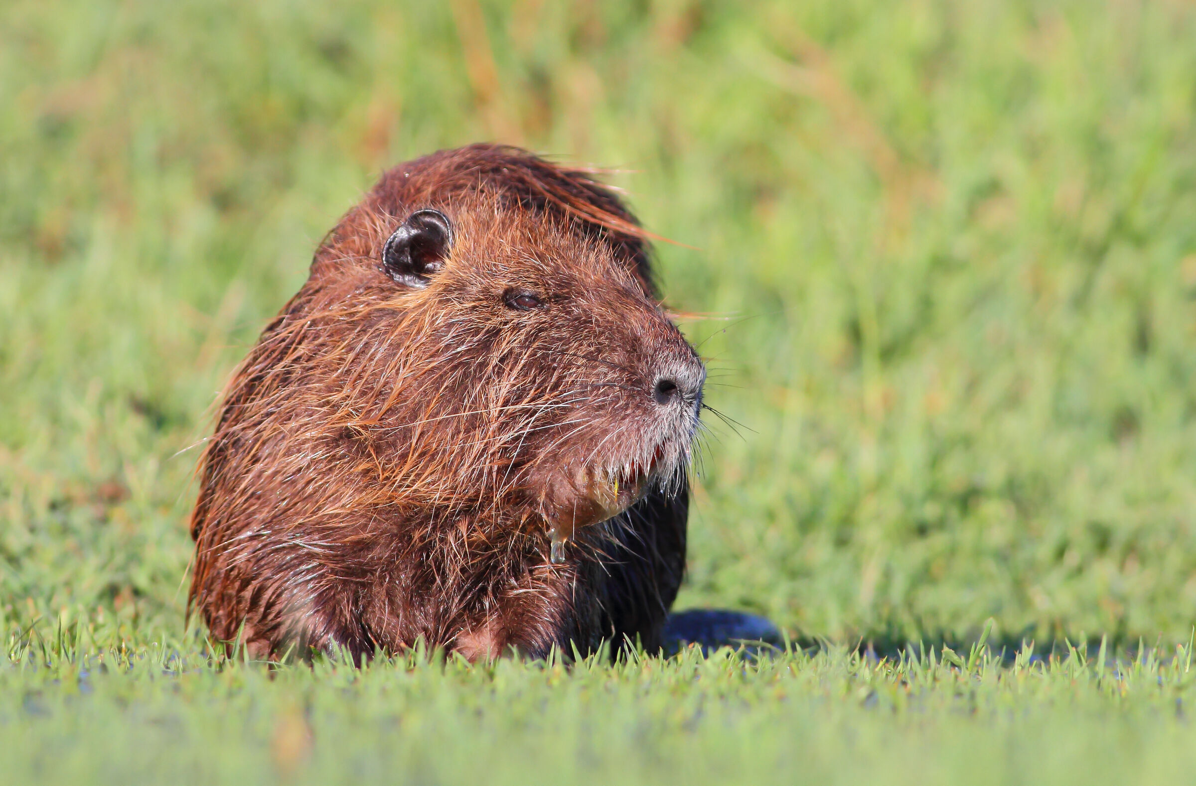 Nutria