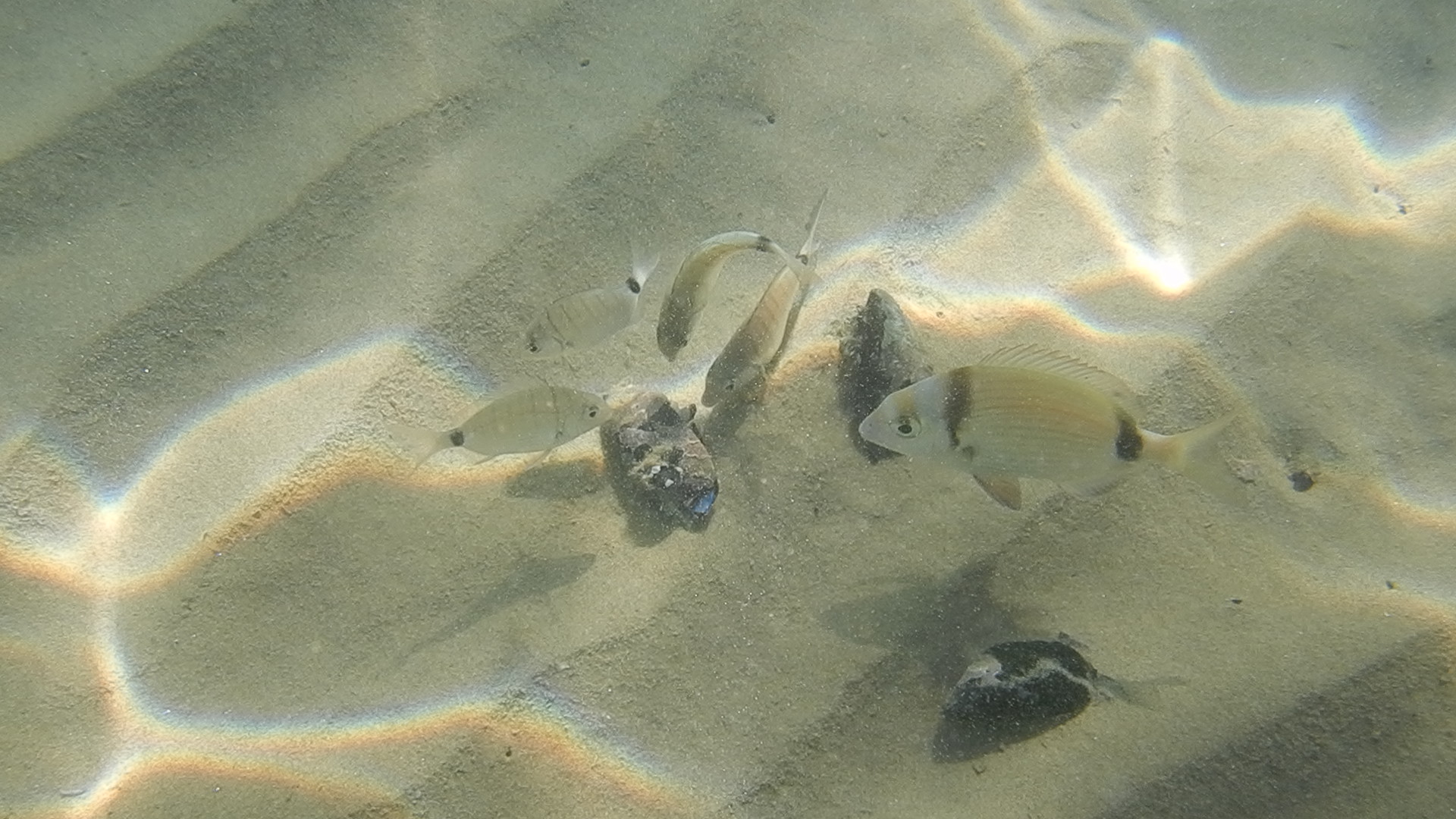 Inutile fare snorkeling