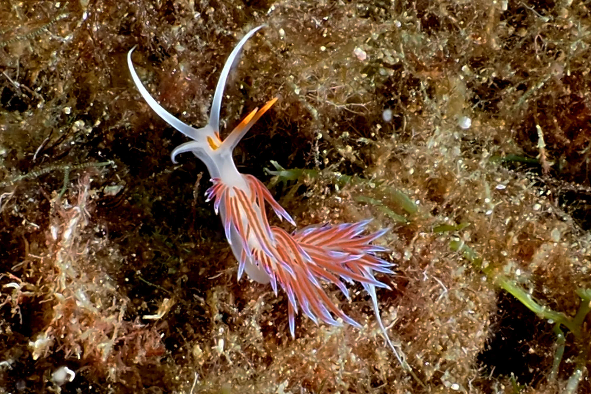 nudibranco