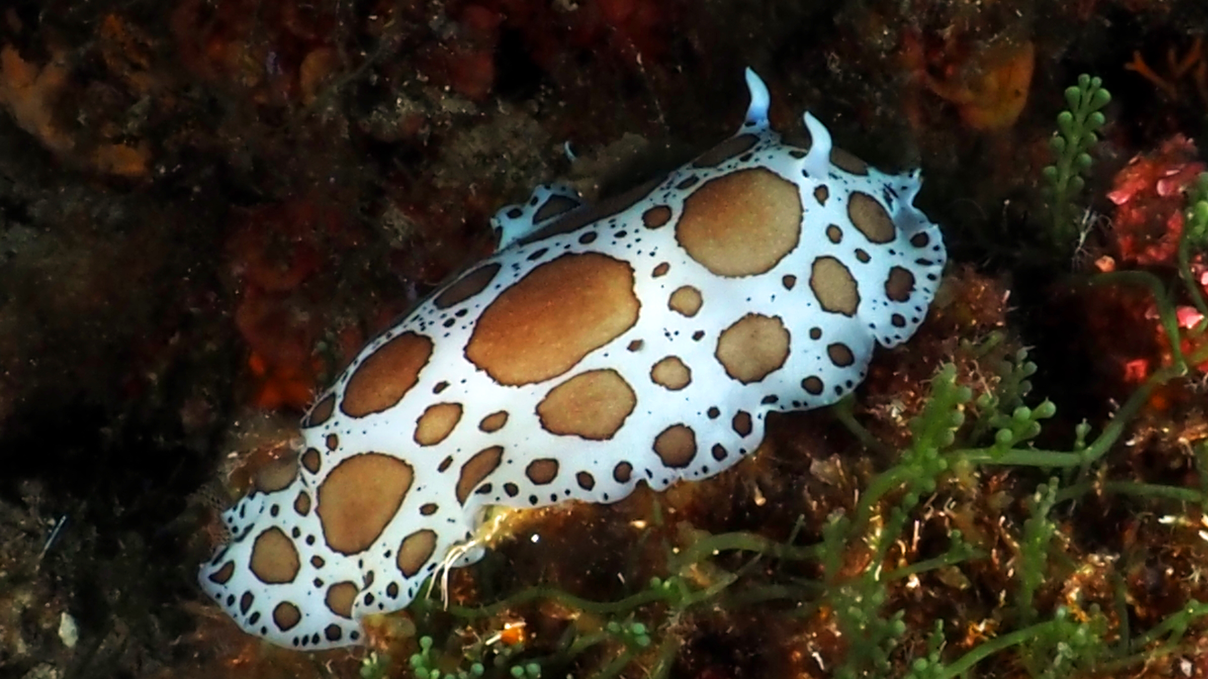 nudibranco