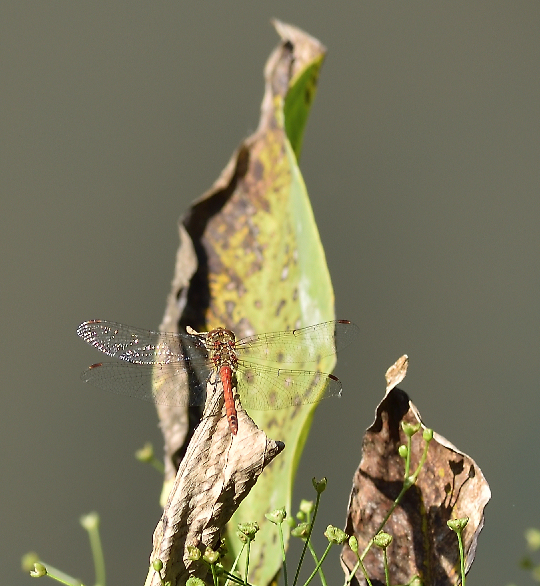 Libellula allo stagno