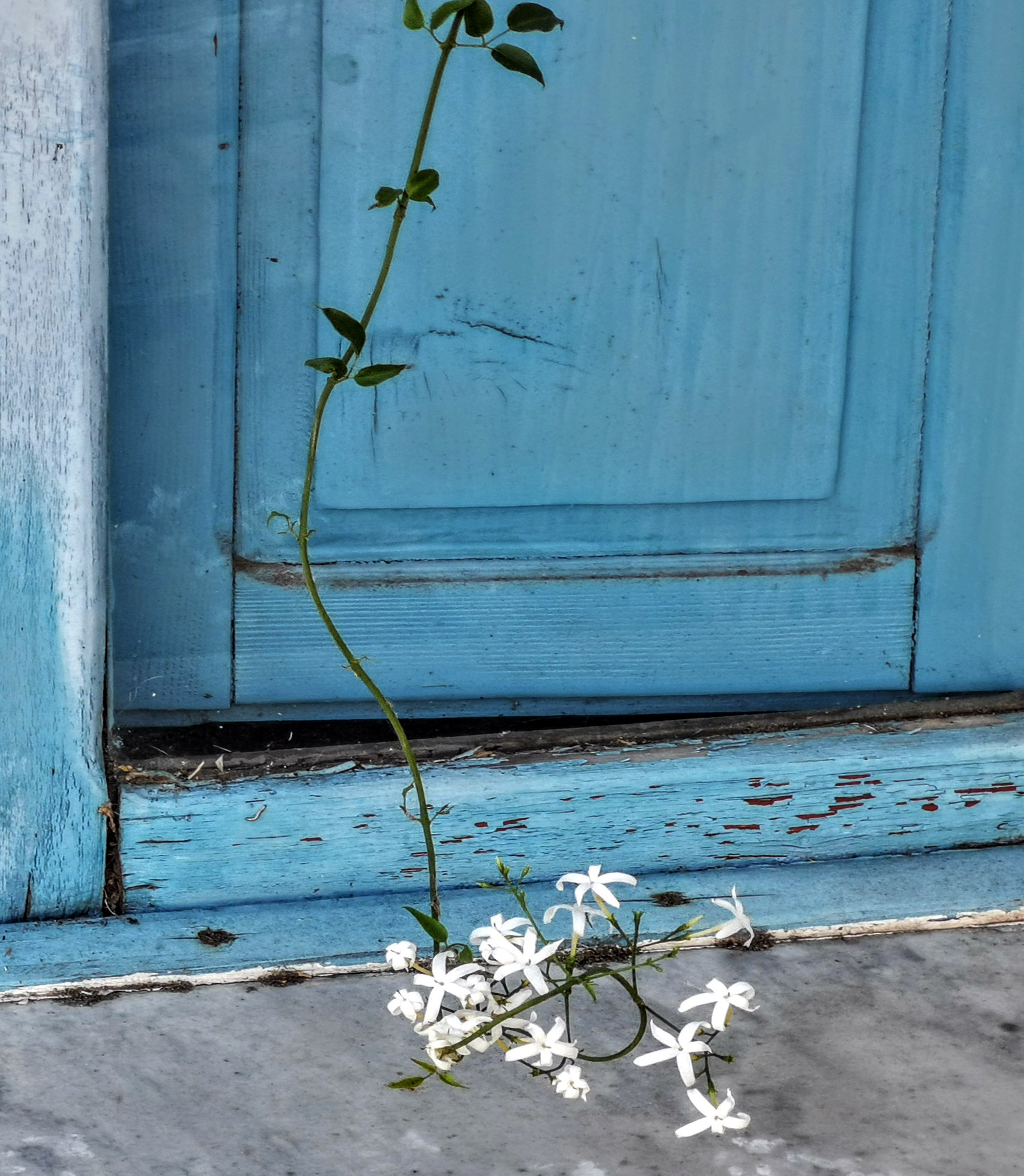 White flowers for you
