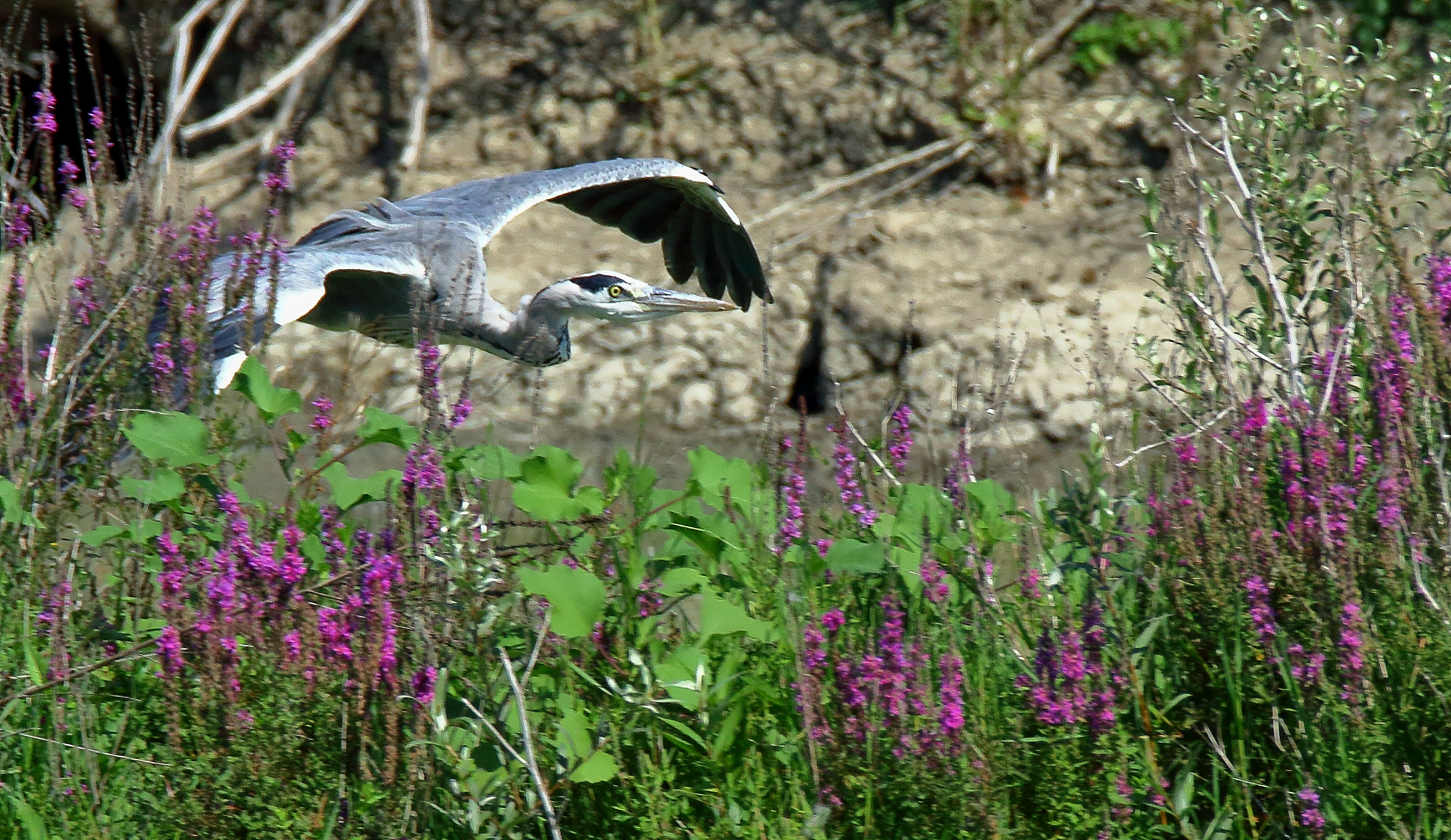 Airone cenerino    in capanno