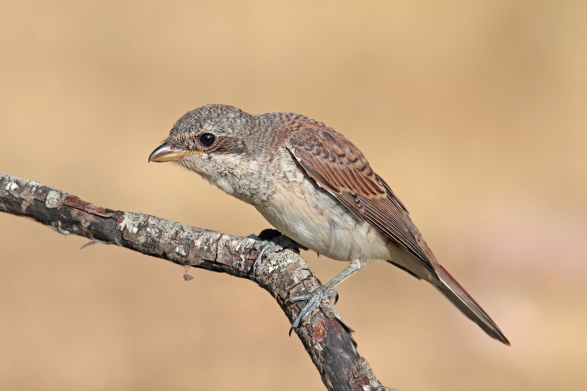 giovane di averla piccola