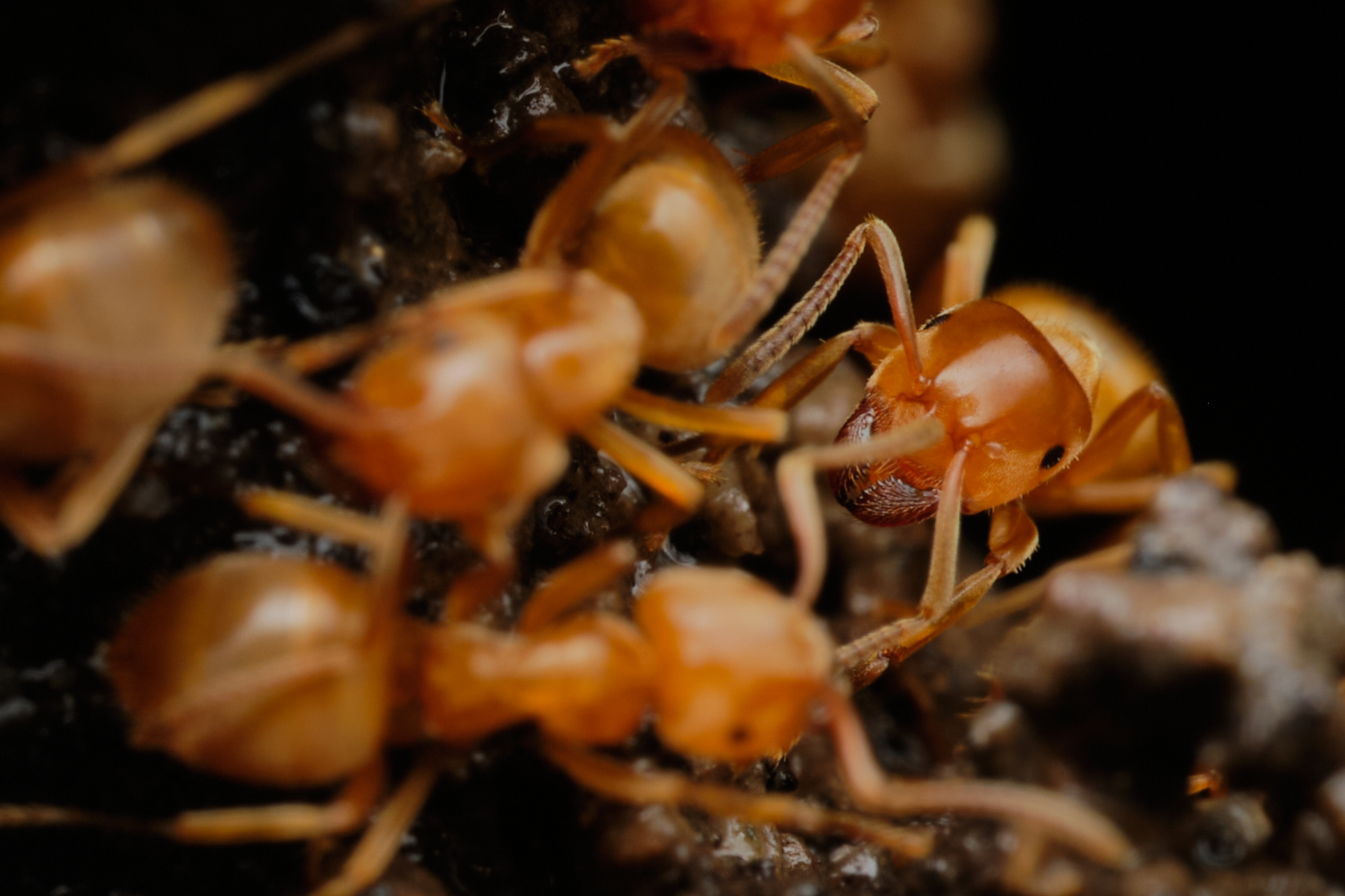 ant soldato