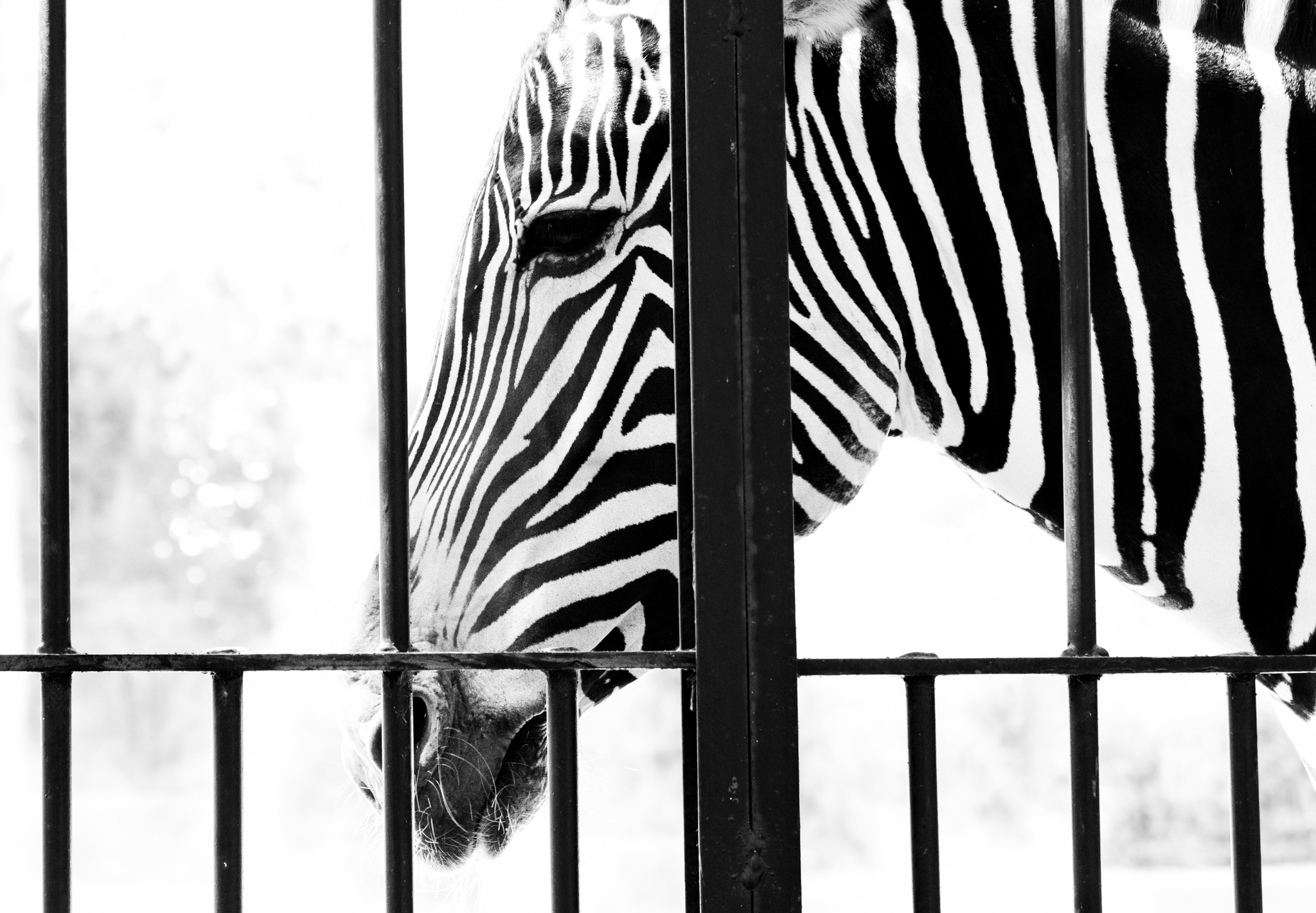Zebra in Bianco e Nero