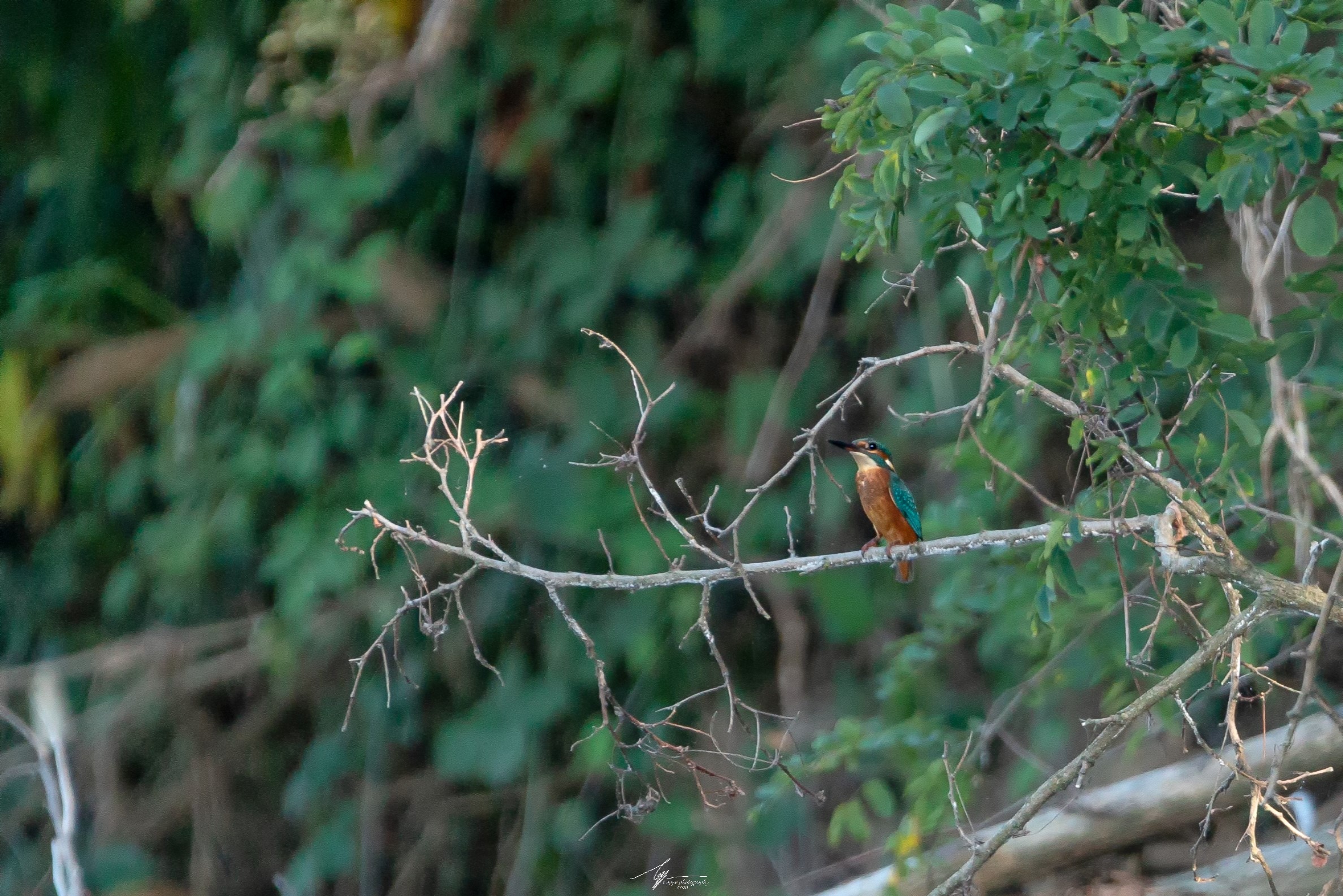 Un timido Martin Pescatore