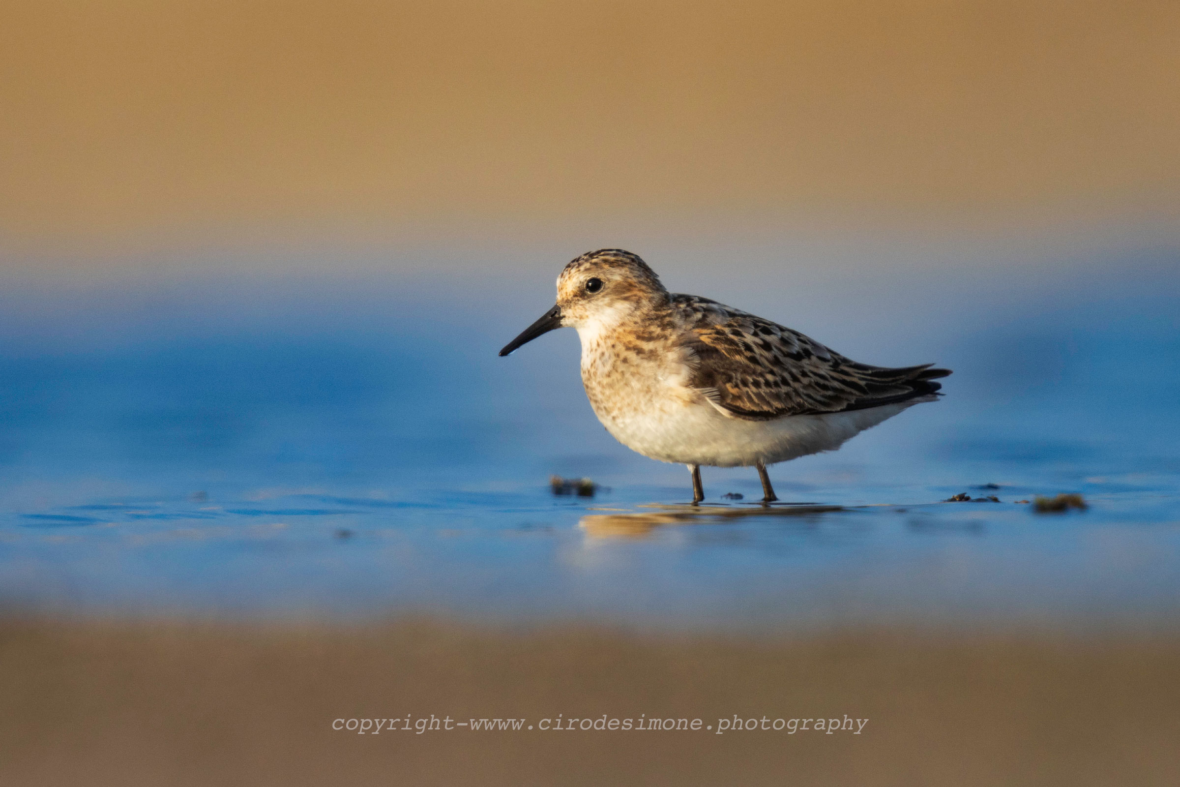 Black belly piovanello