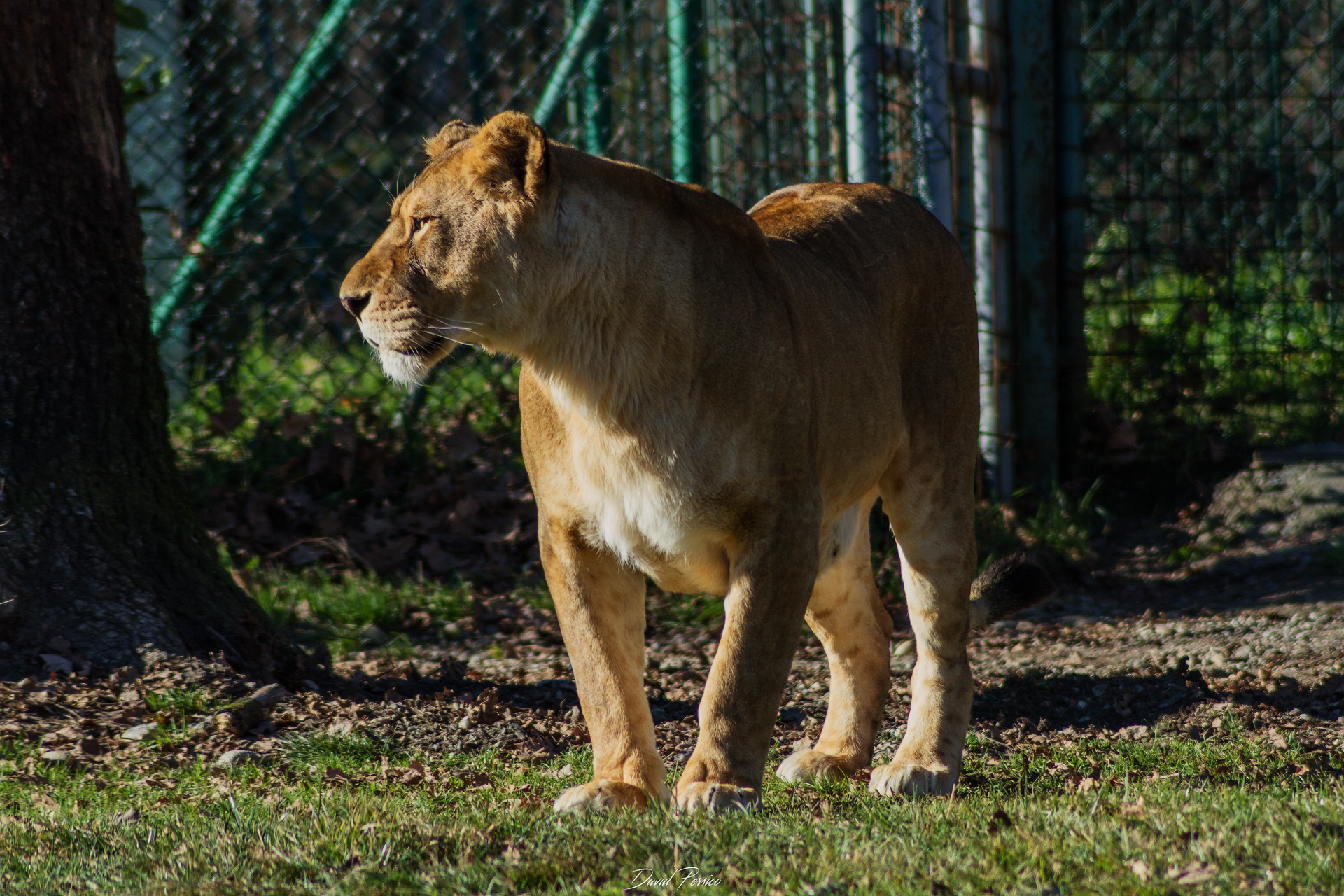 Lioness