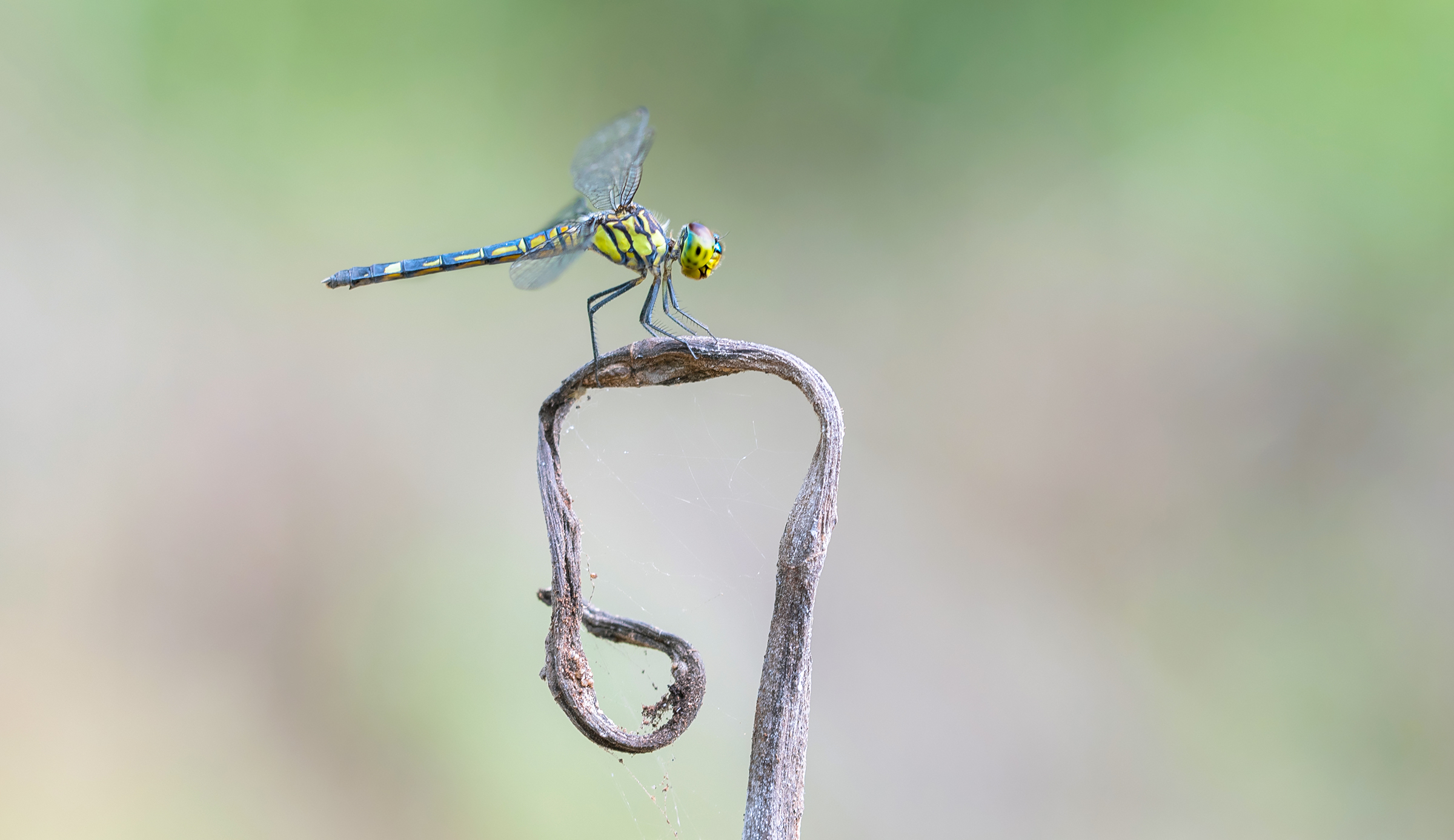 just a dragonfly