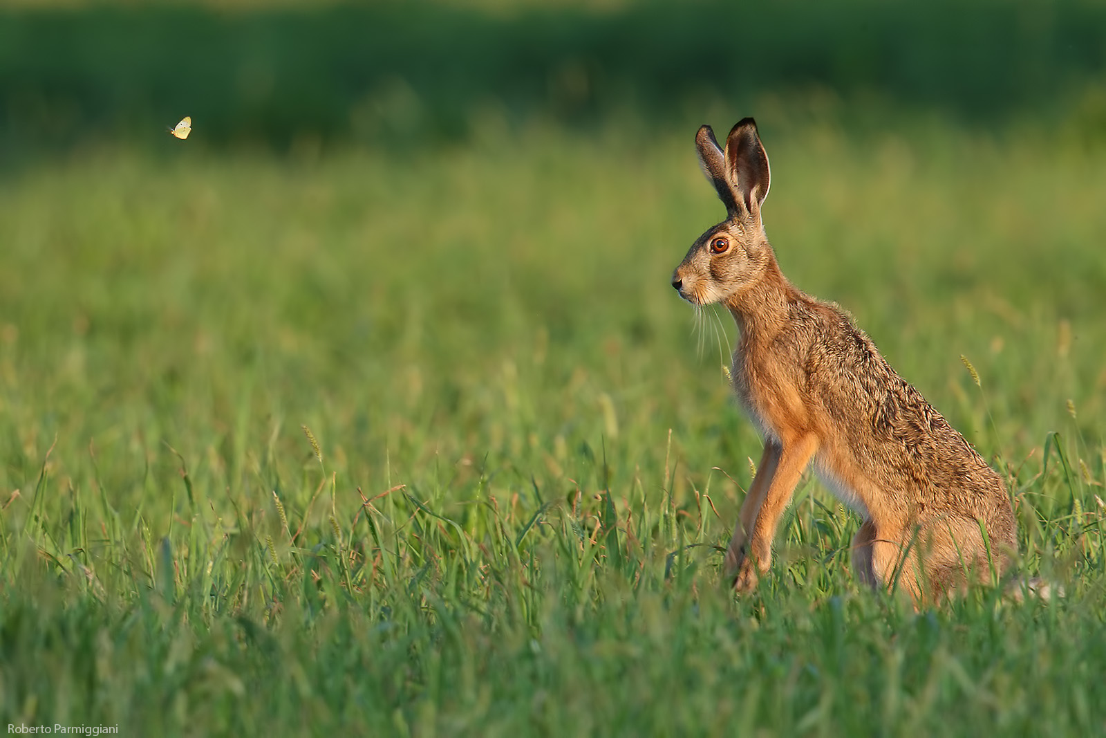 La lepre e la farfalla