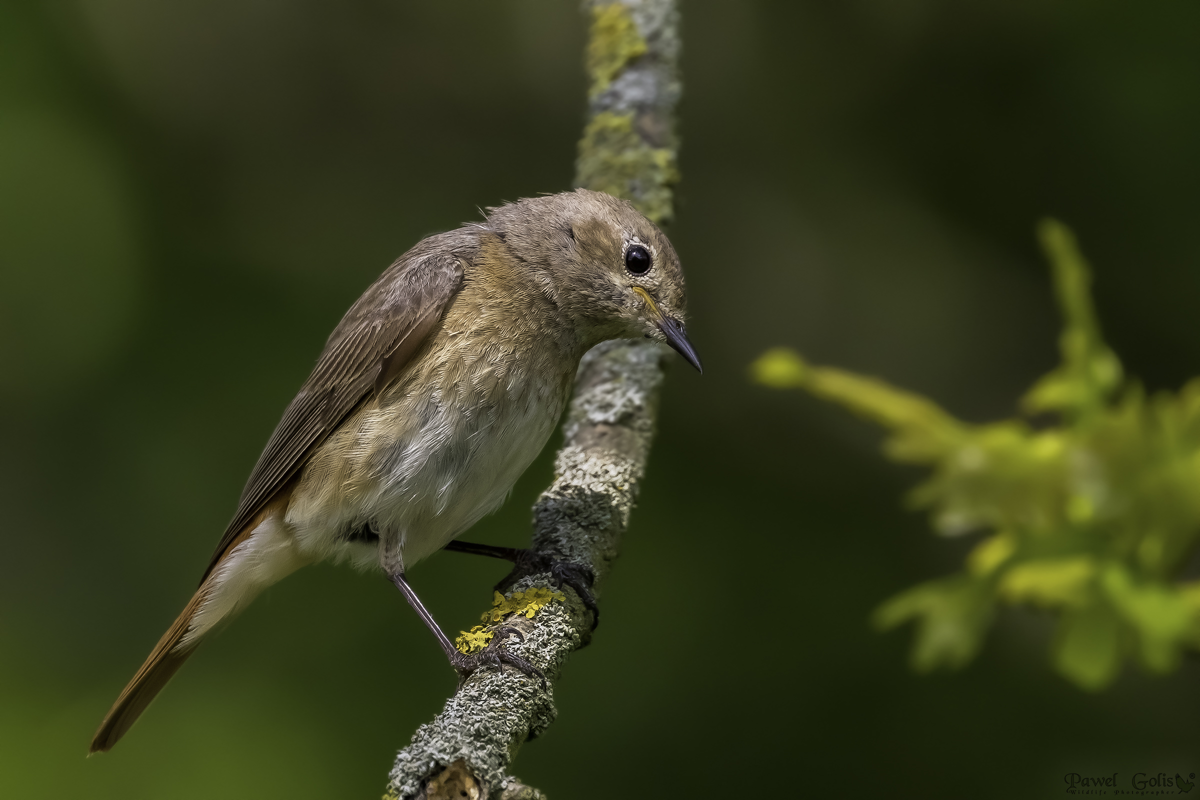 Redstart comune (Phoenicurus phoenicurus)