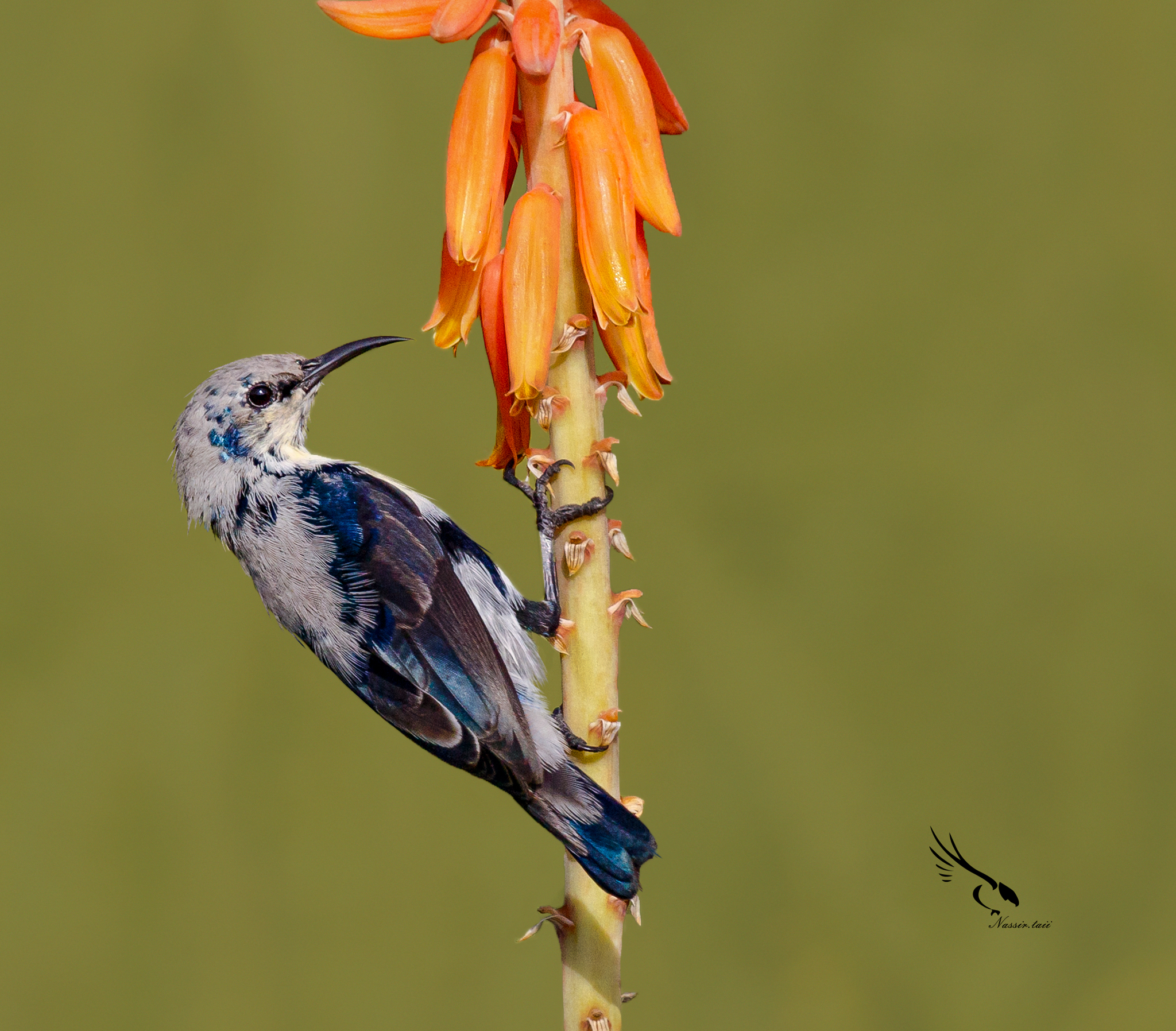 purplesunbird