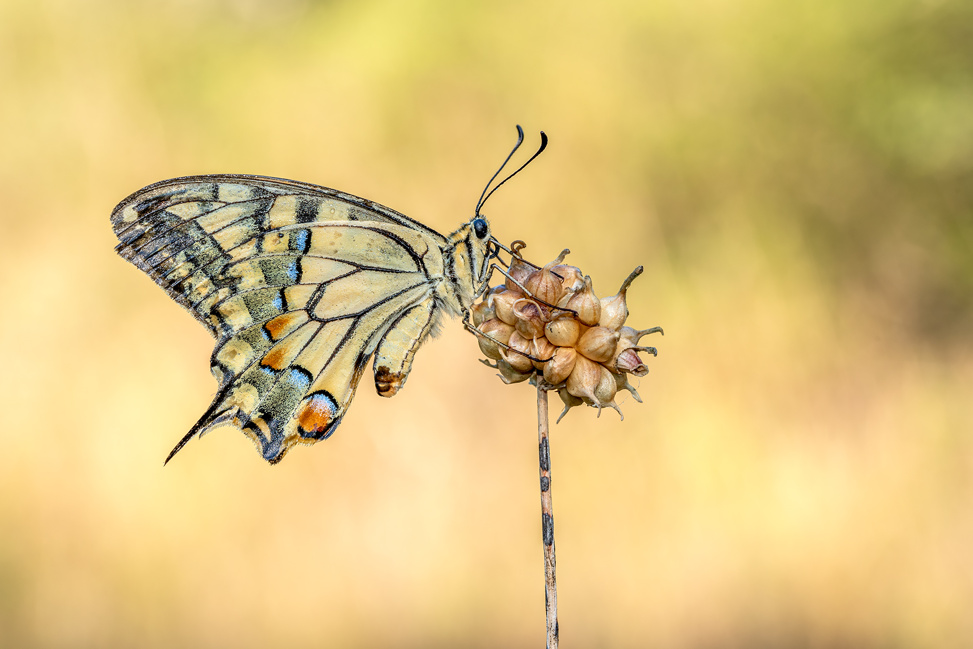 Papilio machaon
