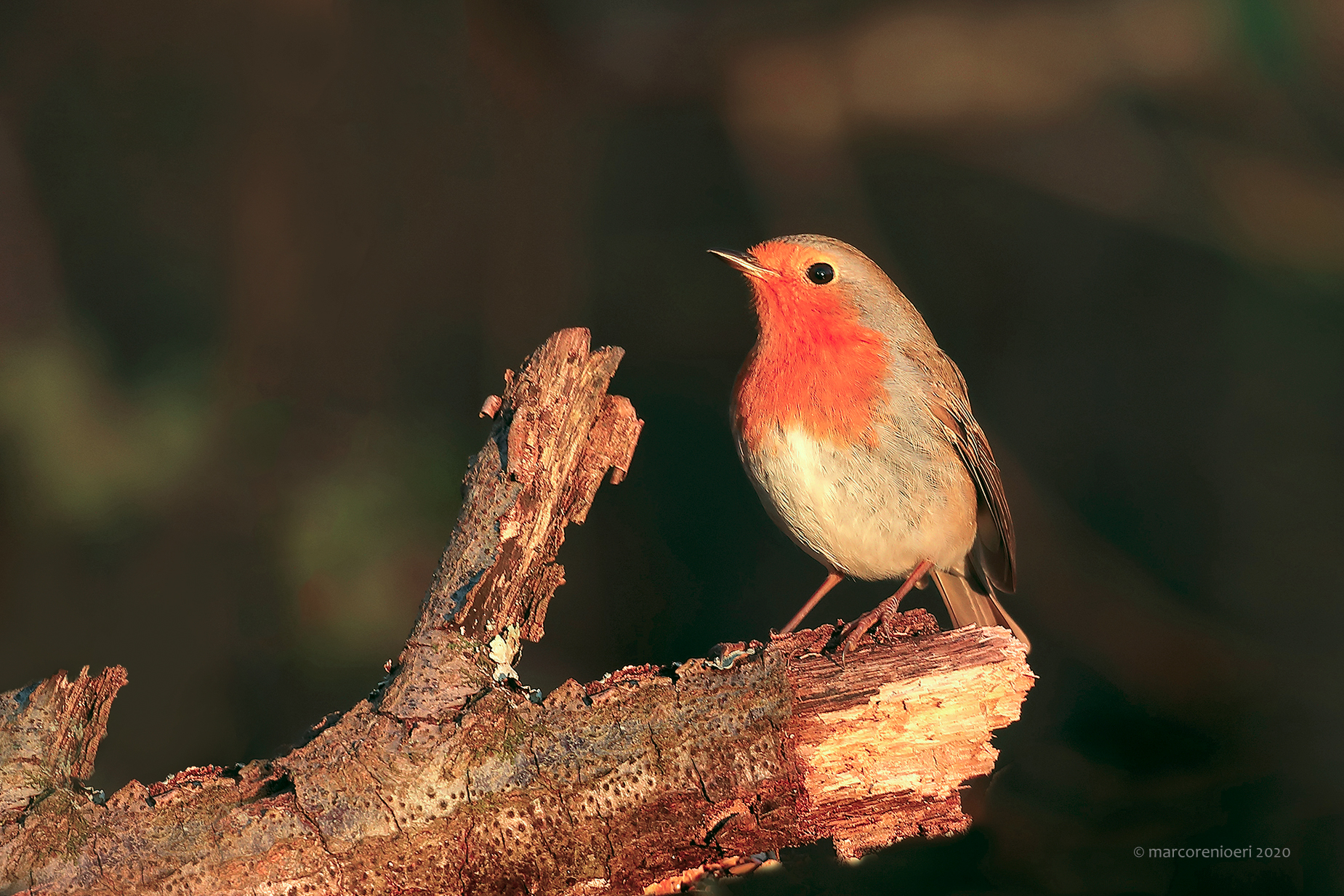 L'Alba e il Pettirosso