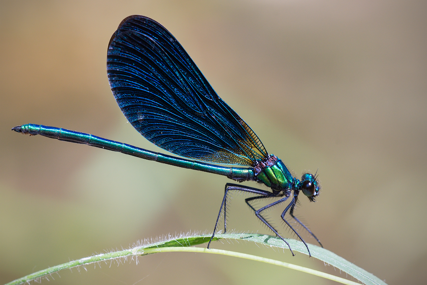 Bridesmaid (Calopteryx male virgo)