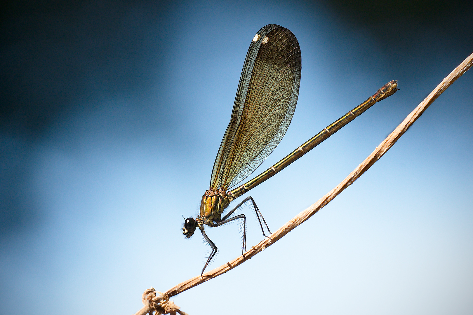 Bridesmaid (Calopteryx haemorrhoidalis female)
