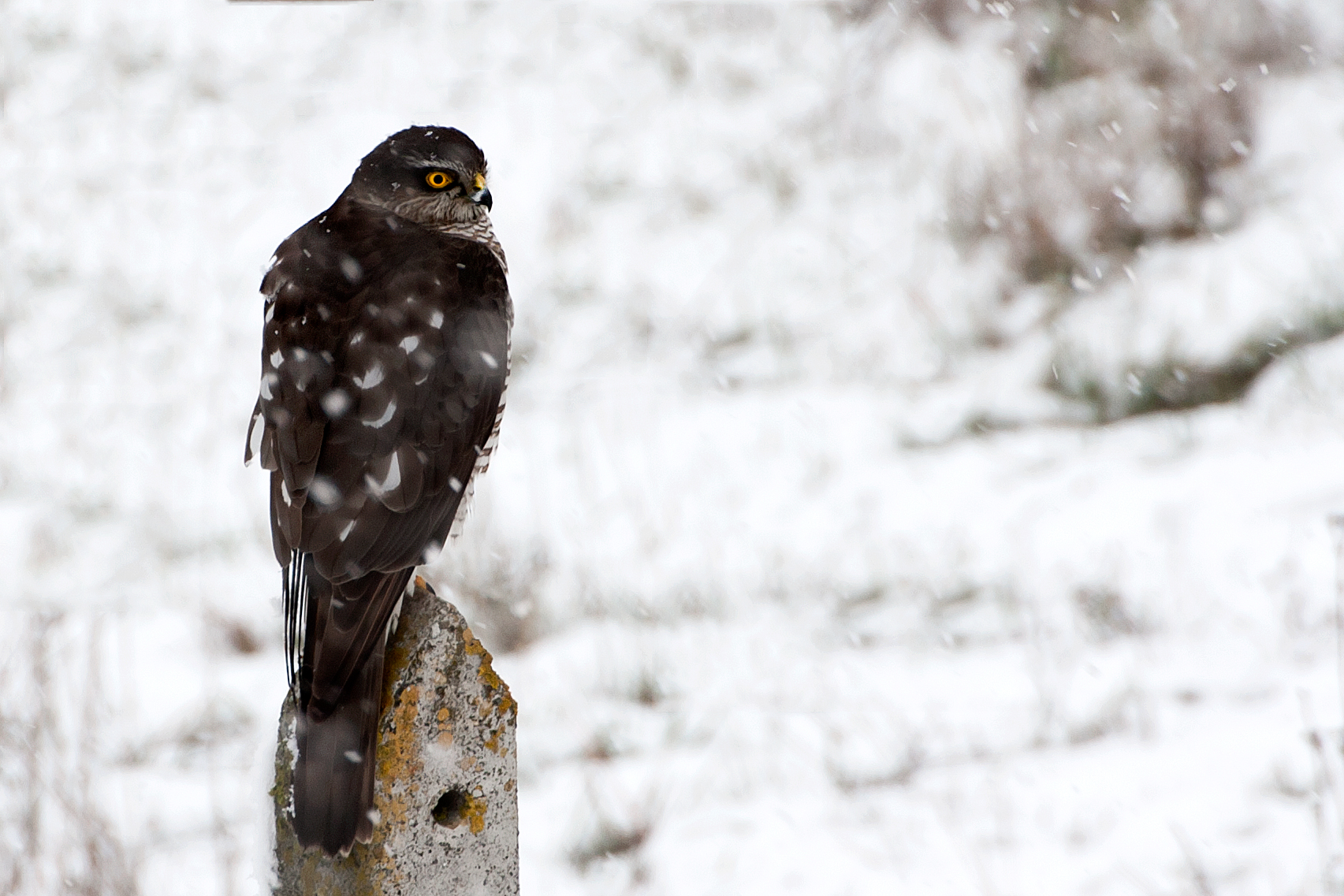 Sparviero sotto la neve
