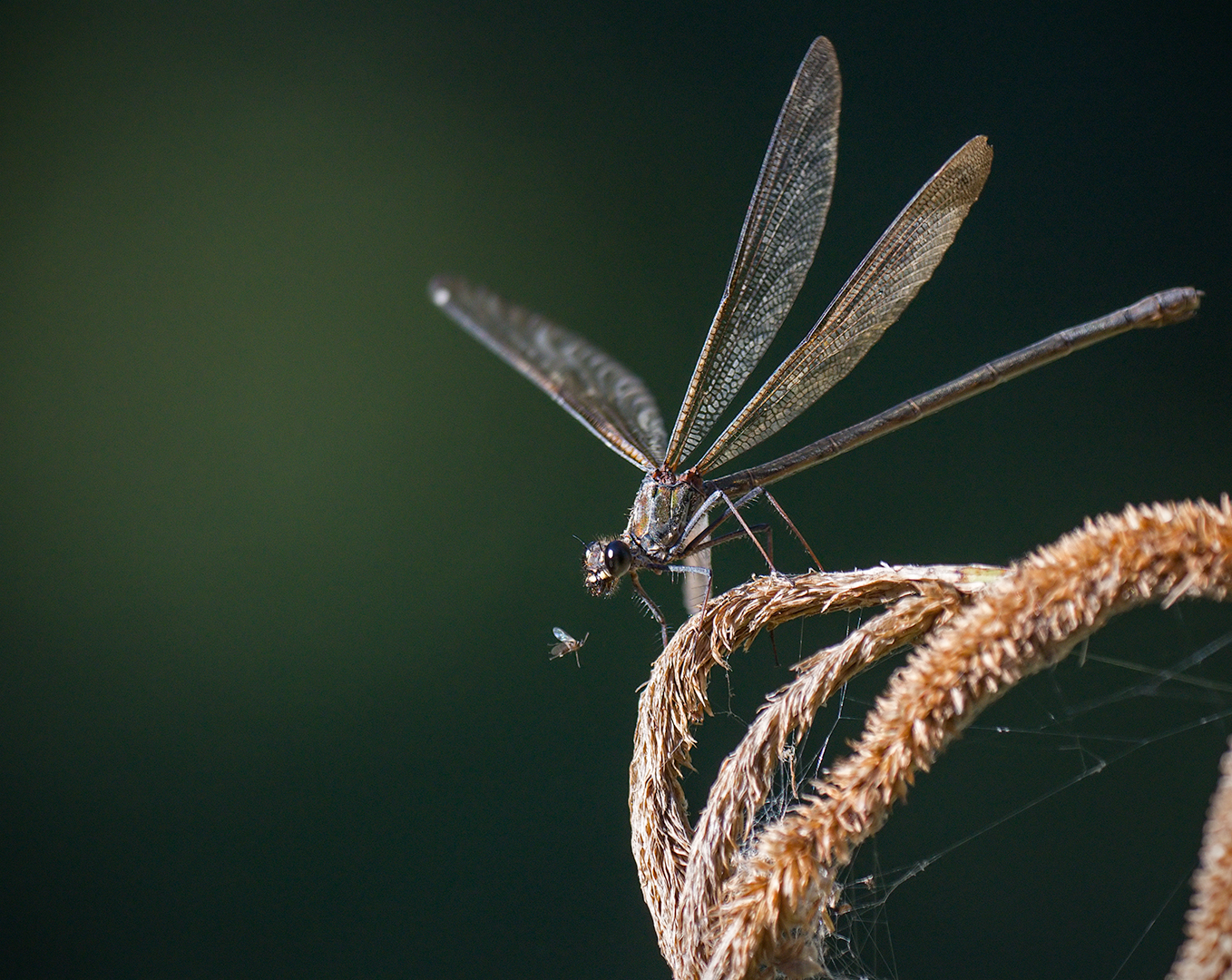 Bridesmaid (Calopteryx haemorrhoidalis female)