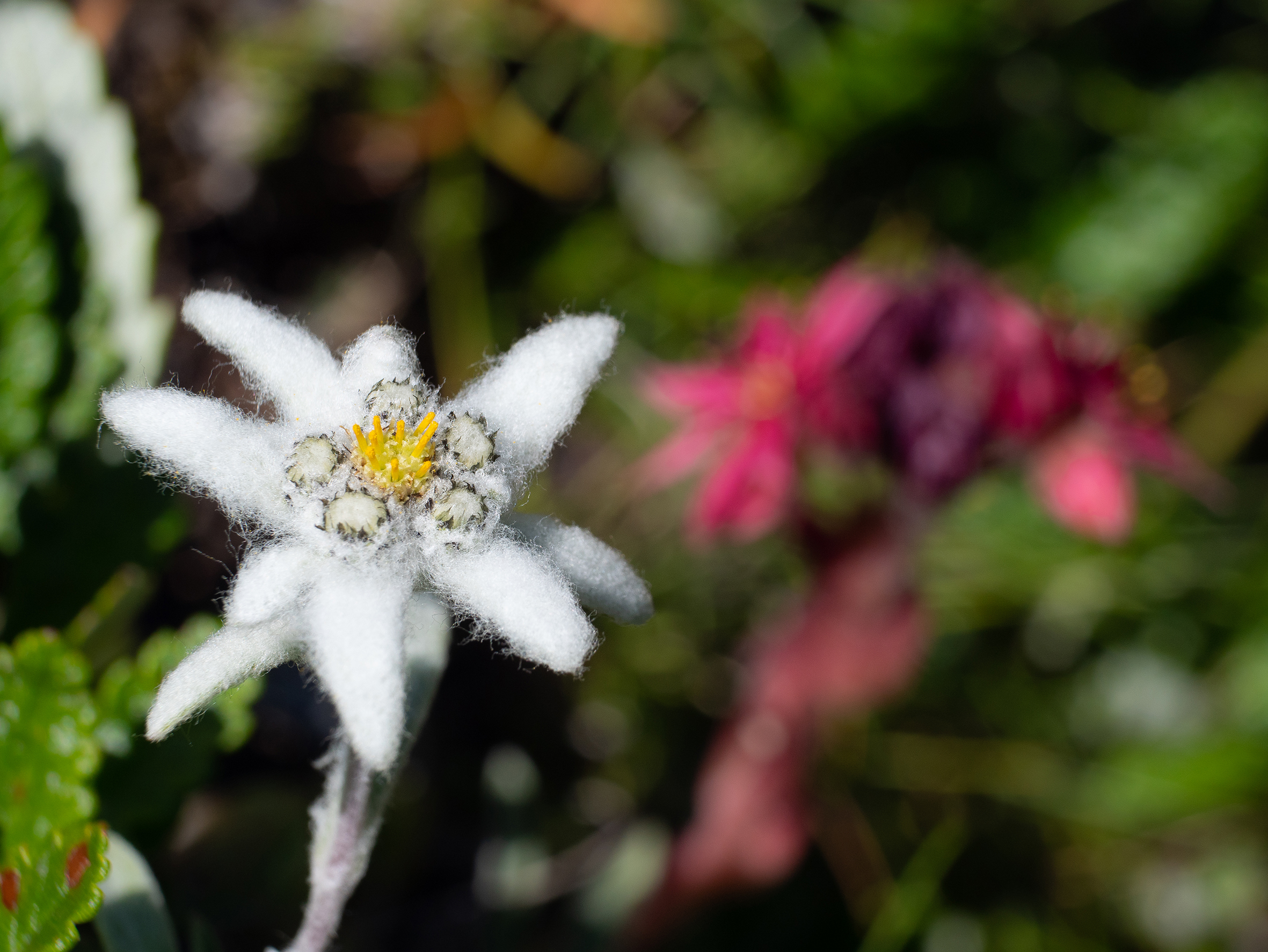 La Regina dei prati alpini.