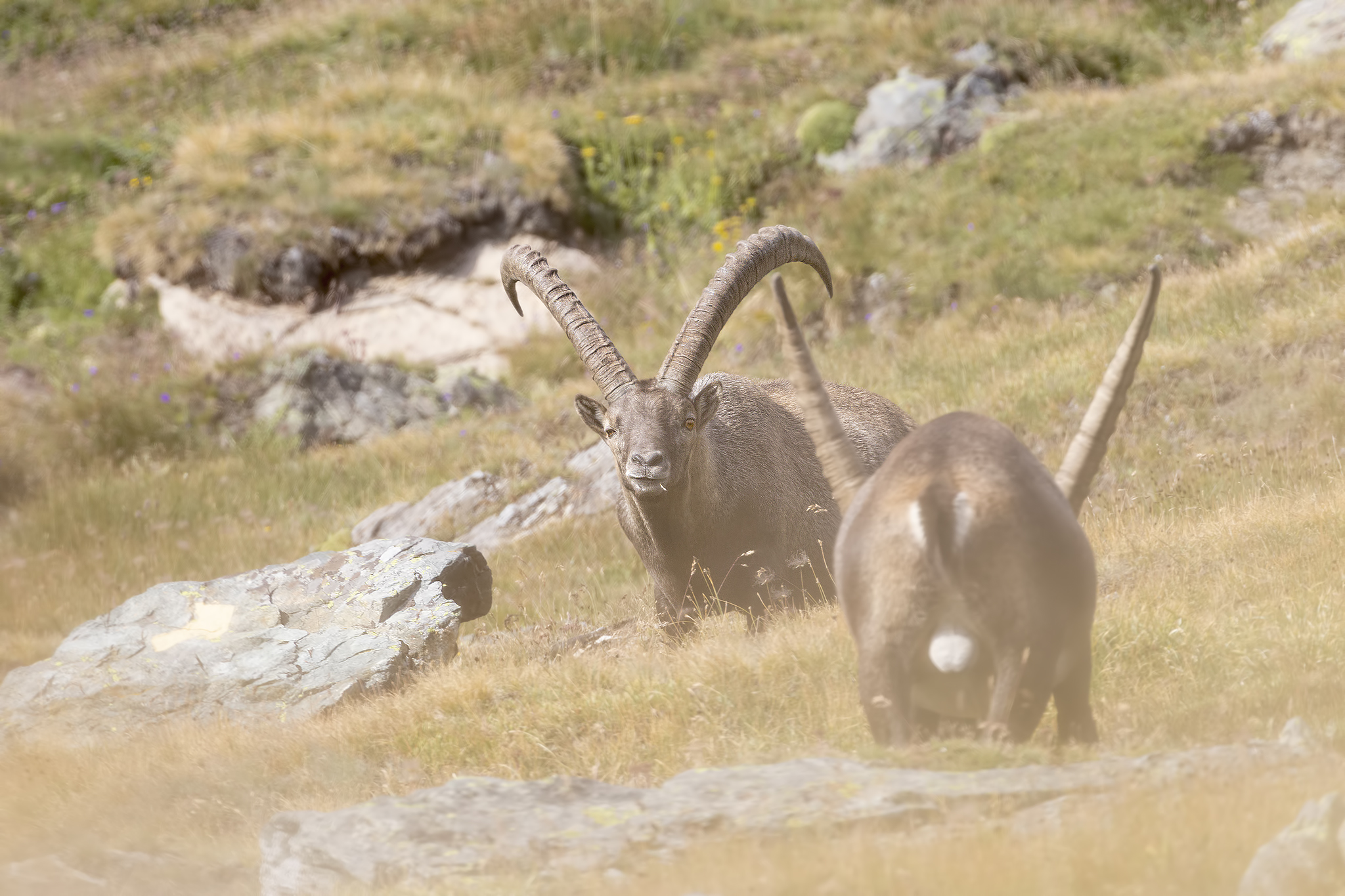 Chi le ha più grosse???... (le corna)