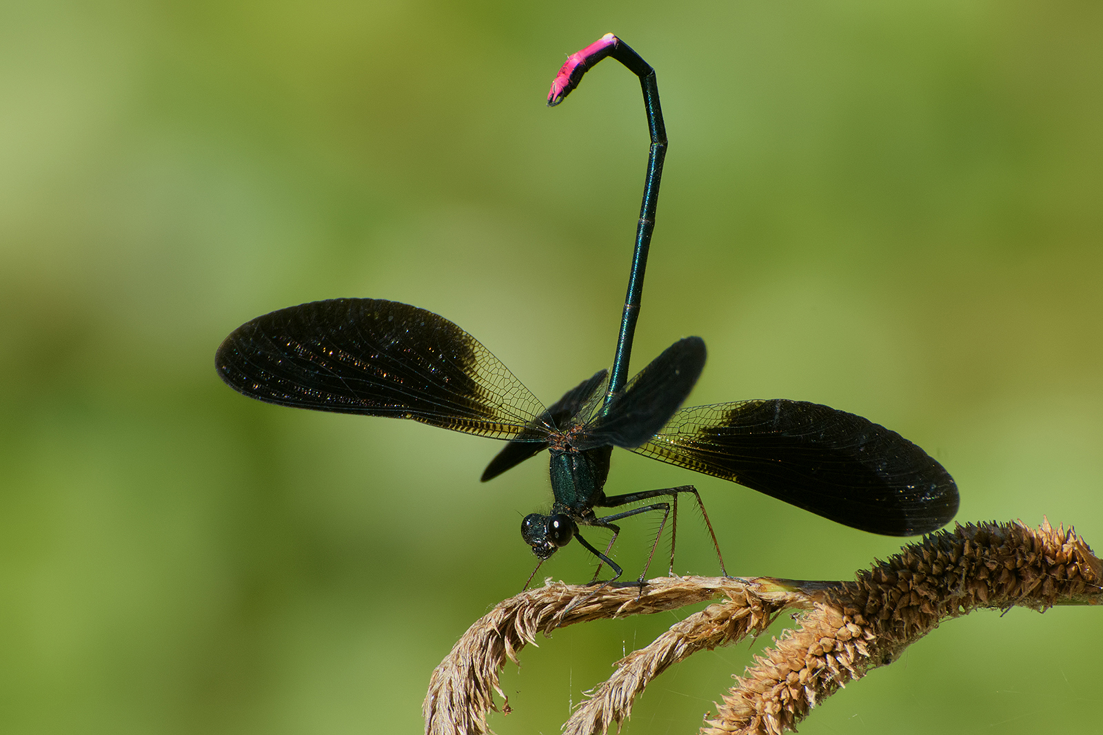 Smell (Calopteryx haemorrhoidalis)