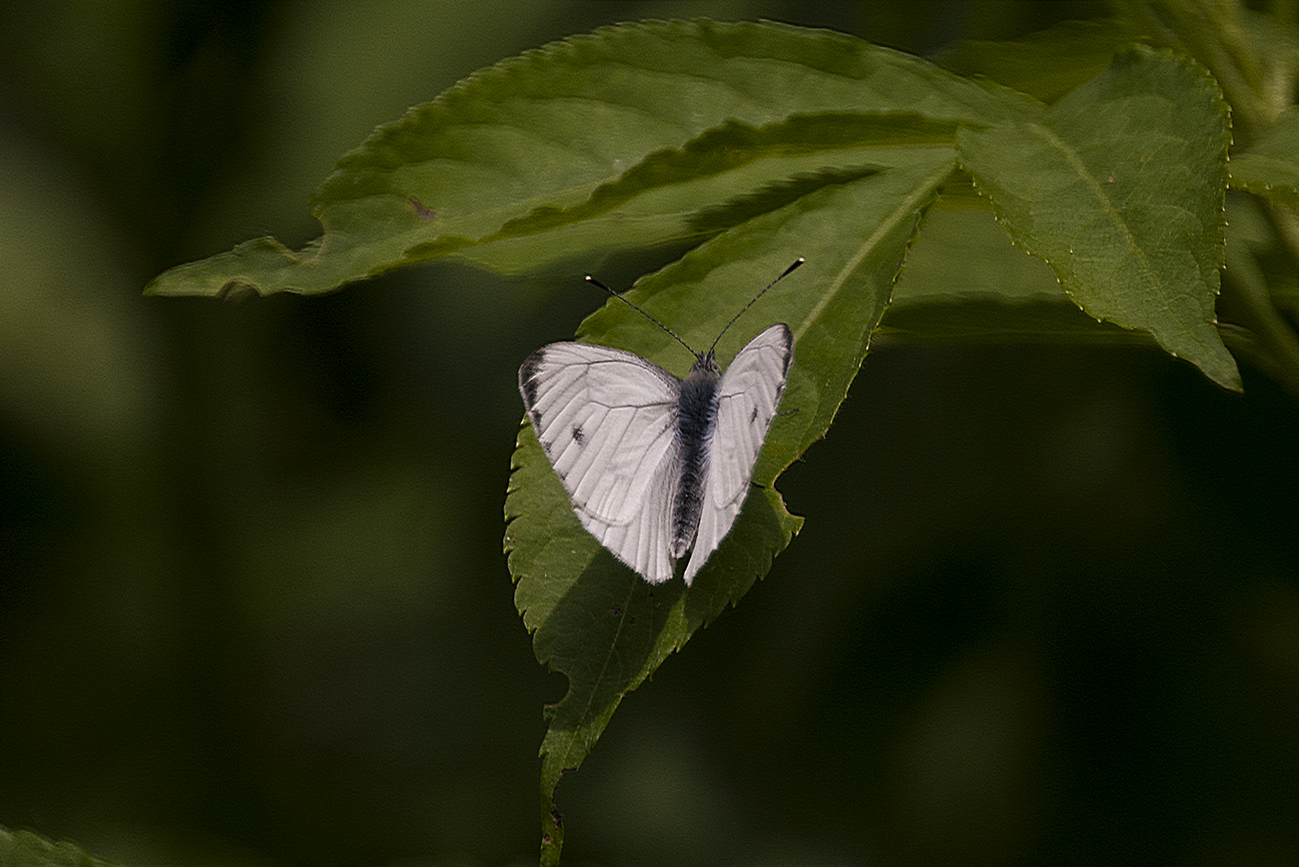 Instancabile vola di fiore in fiore