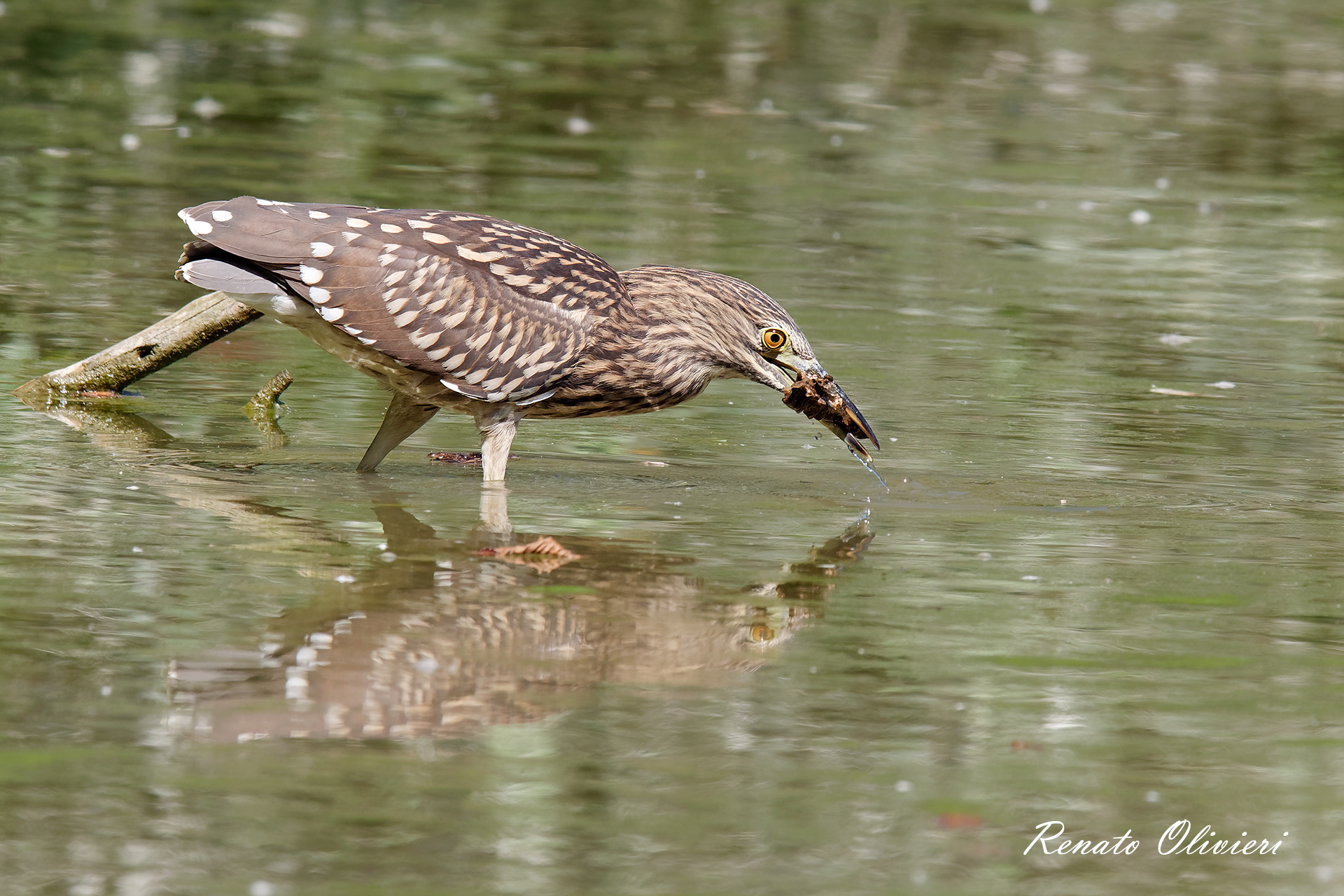 Prime prove di caccia di una giovane nitticora.