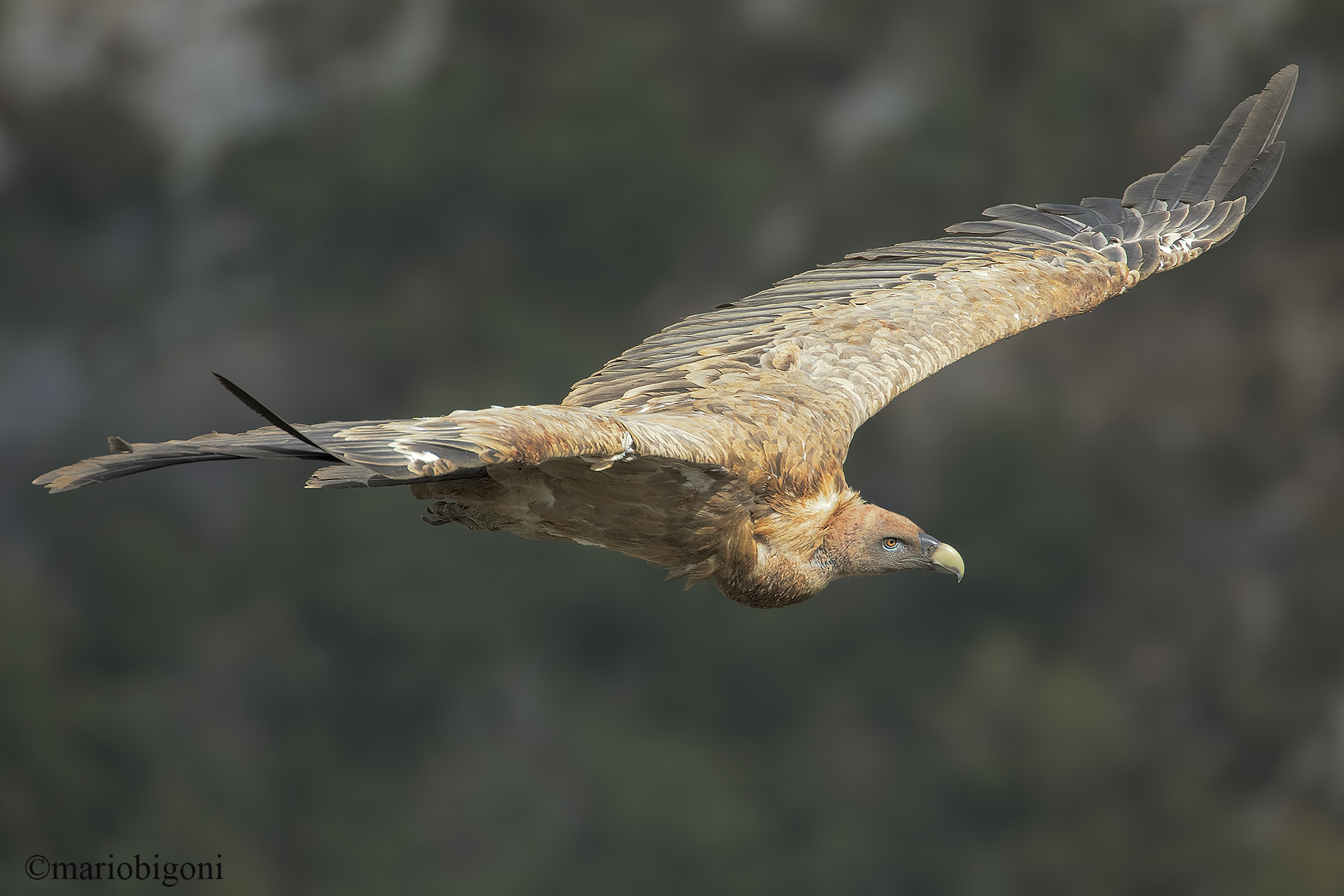 Griffin