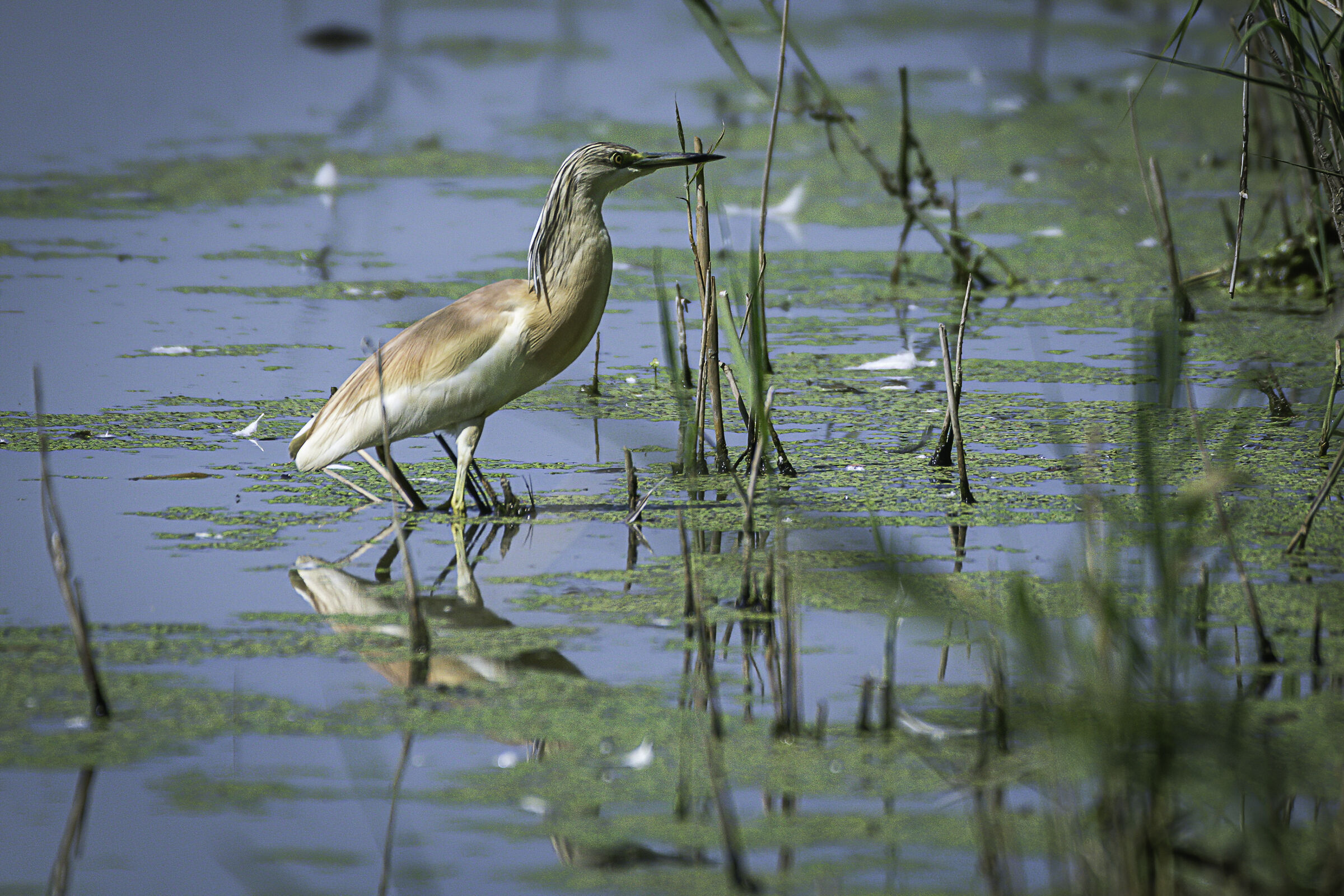 passeggiando...tra le canne