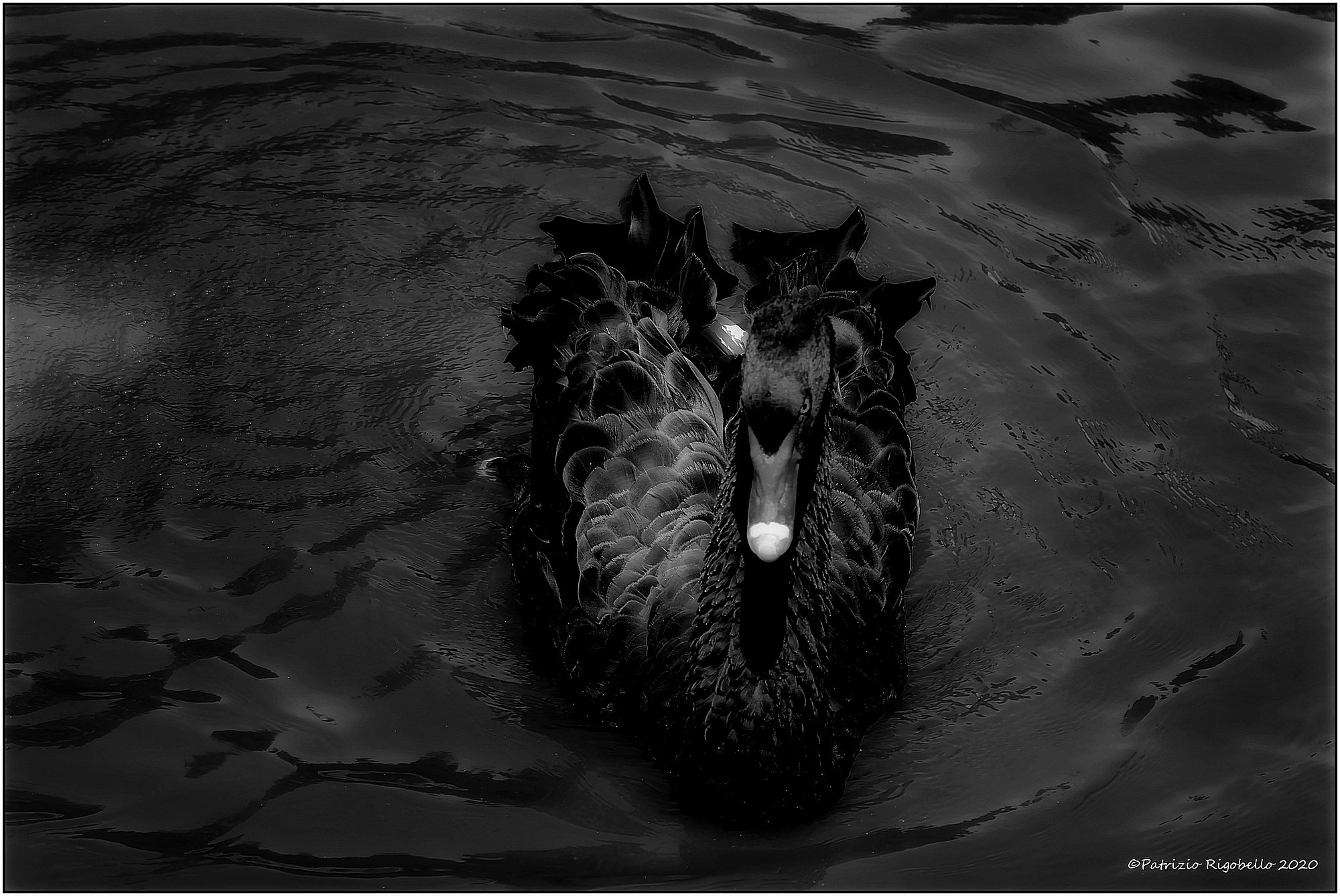 Il Cigno Nero