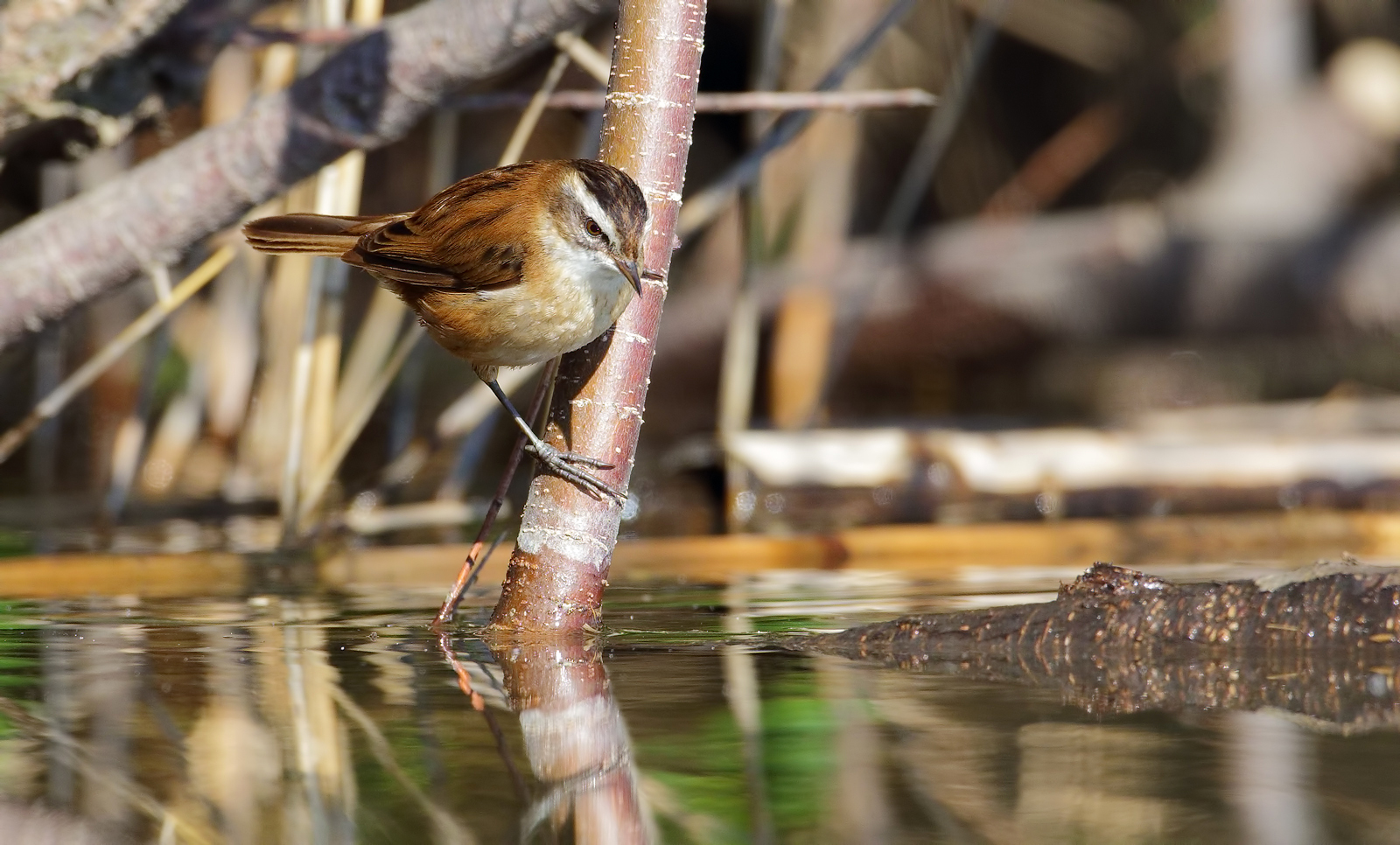 Forapaglie castagnolo   HD