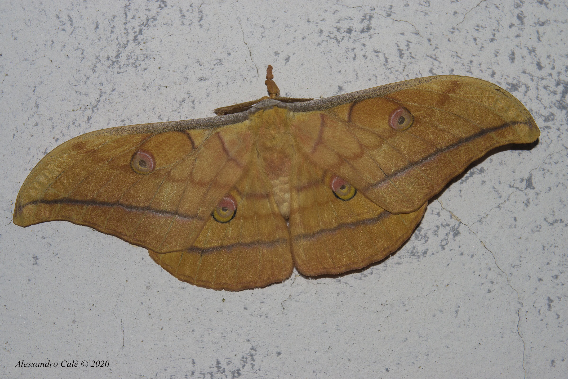 Antheraea yamamai 7325