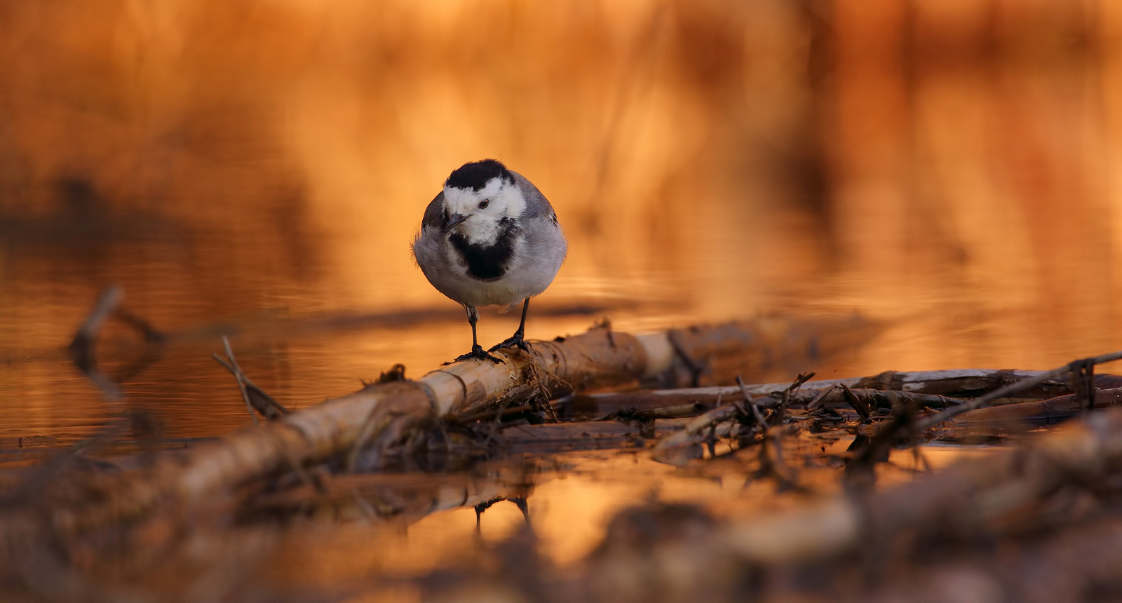 Momento magico (Ballerina bianca) HD