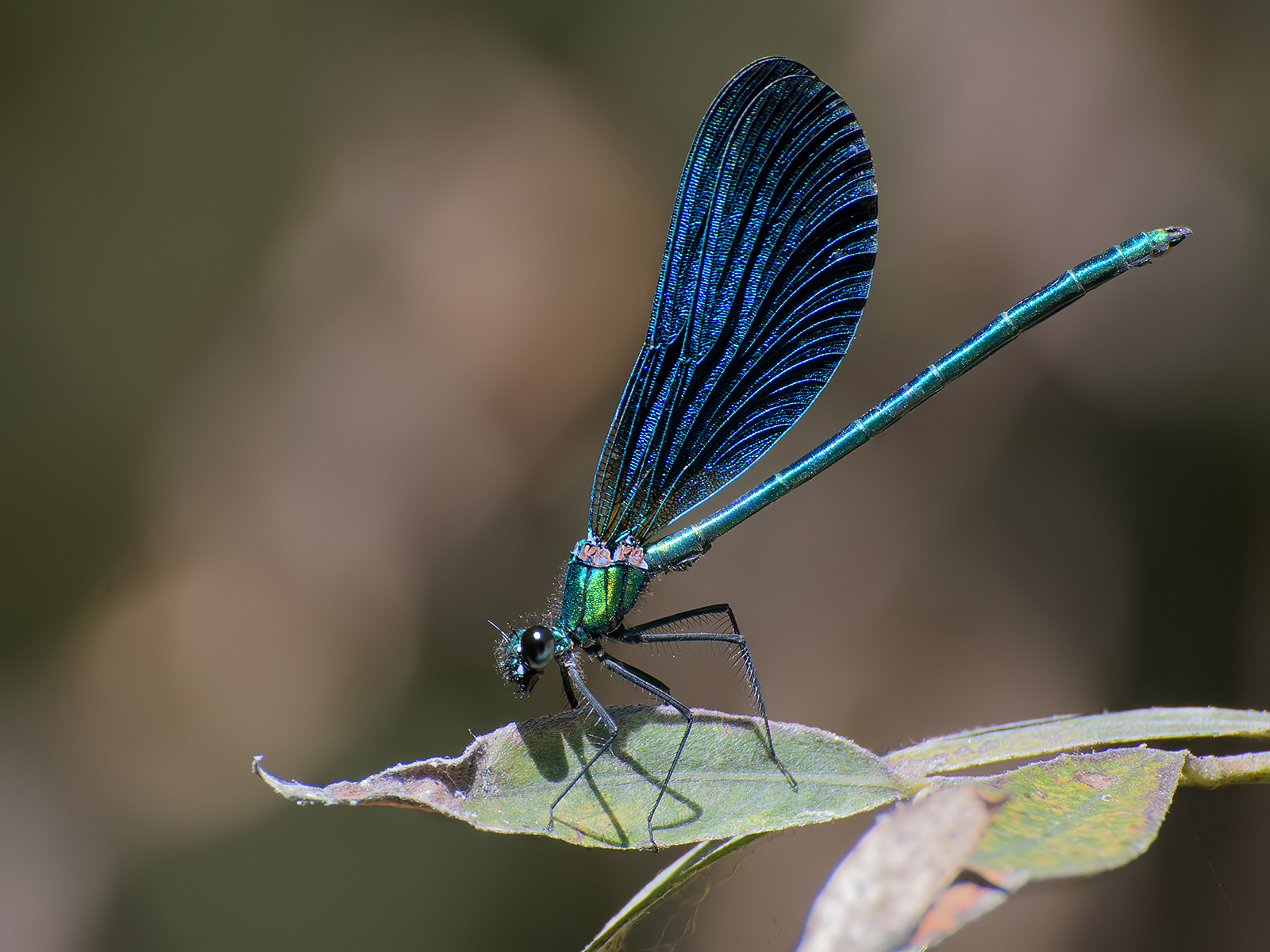 Smell (Calopteryx shinens)