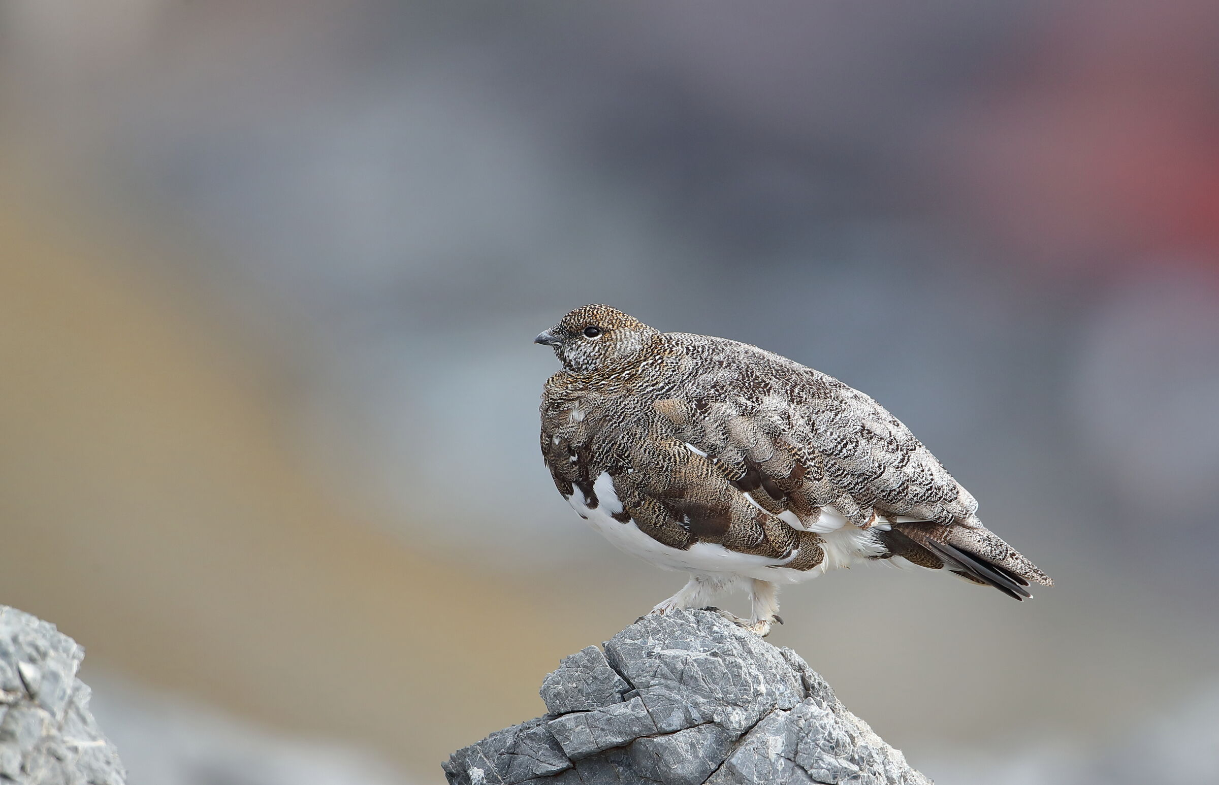 Multicolor partridge