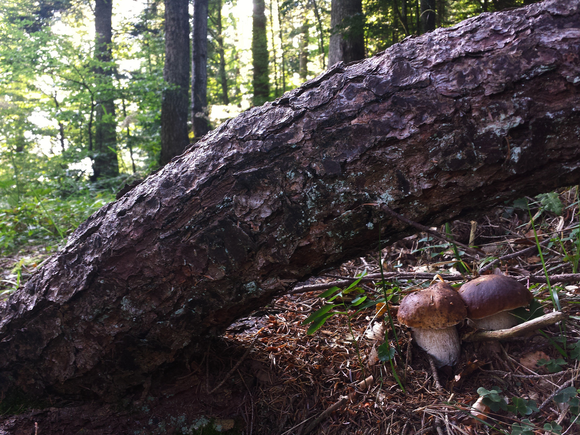 They won't be able to