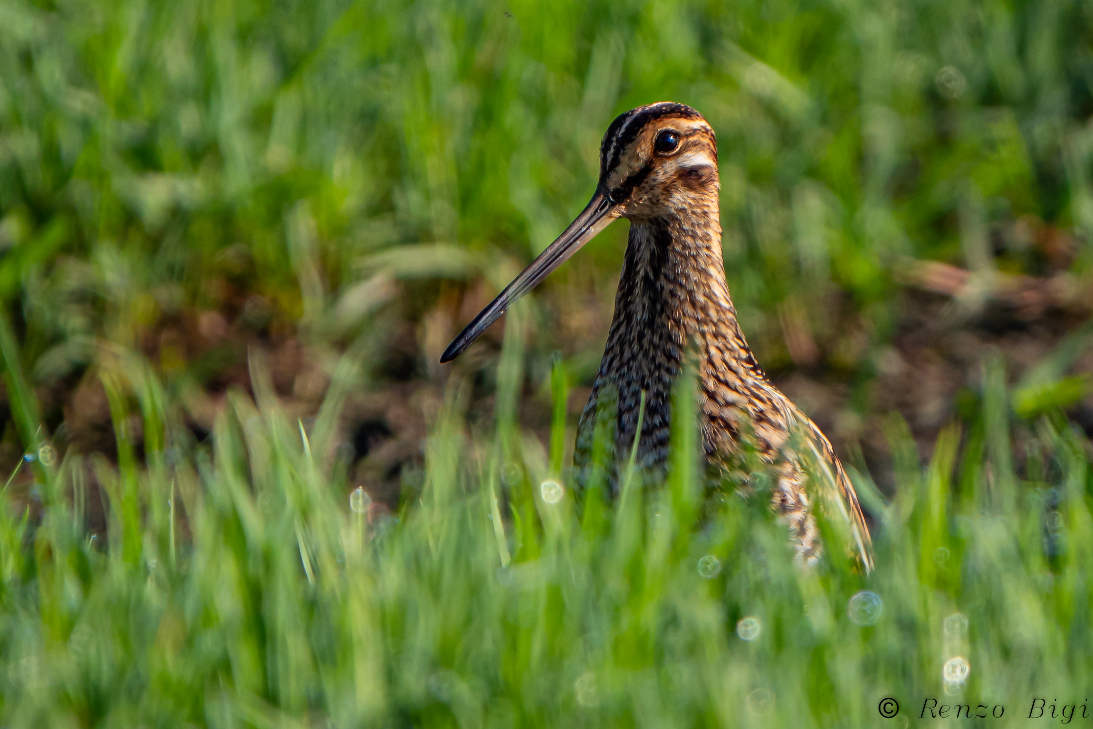Snipe