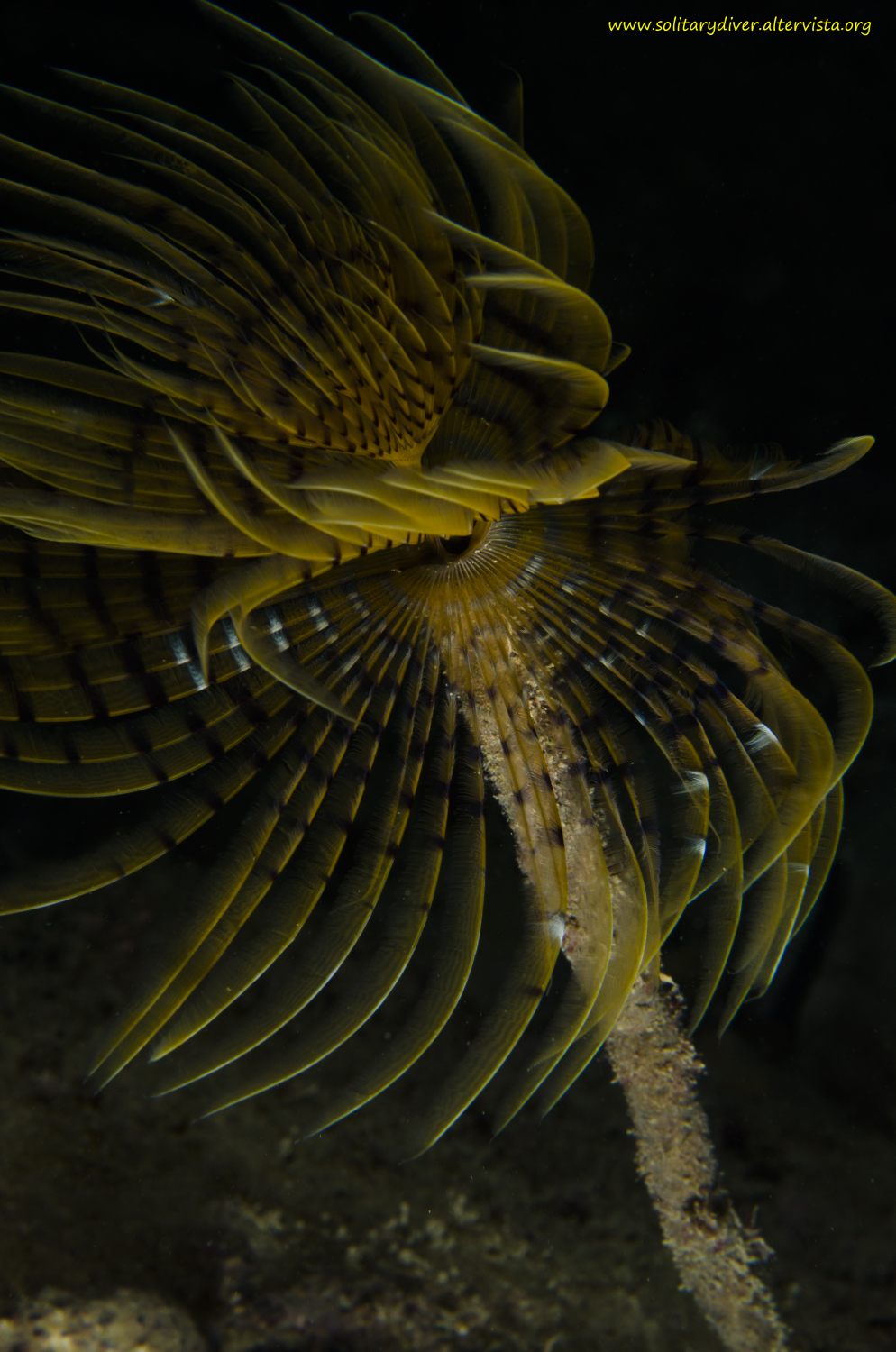 Spirografo, un classico che non mi annoia mai