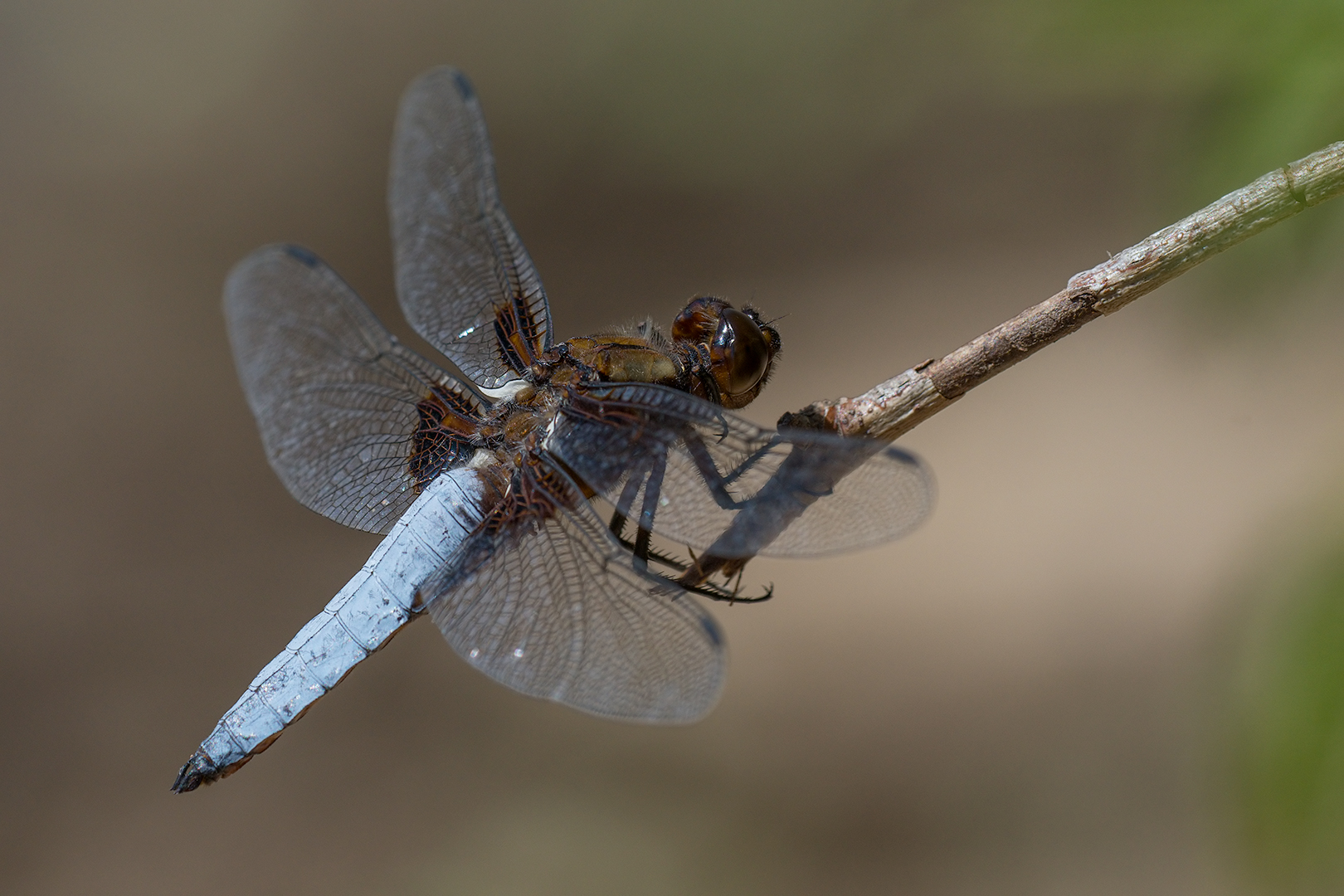 Dragonfly (Male depressed dragonfly)