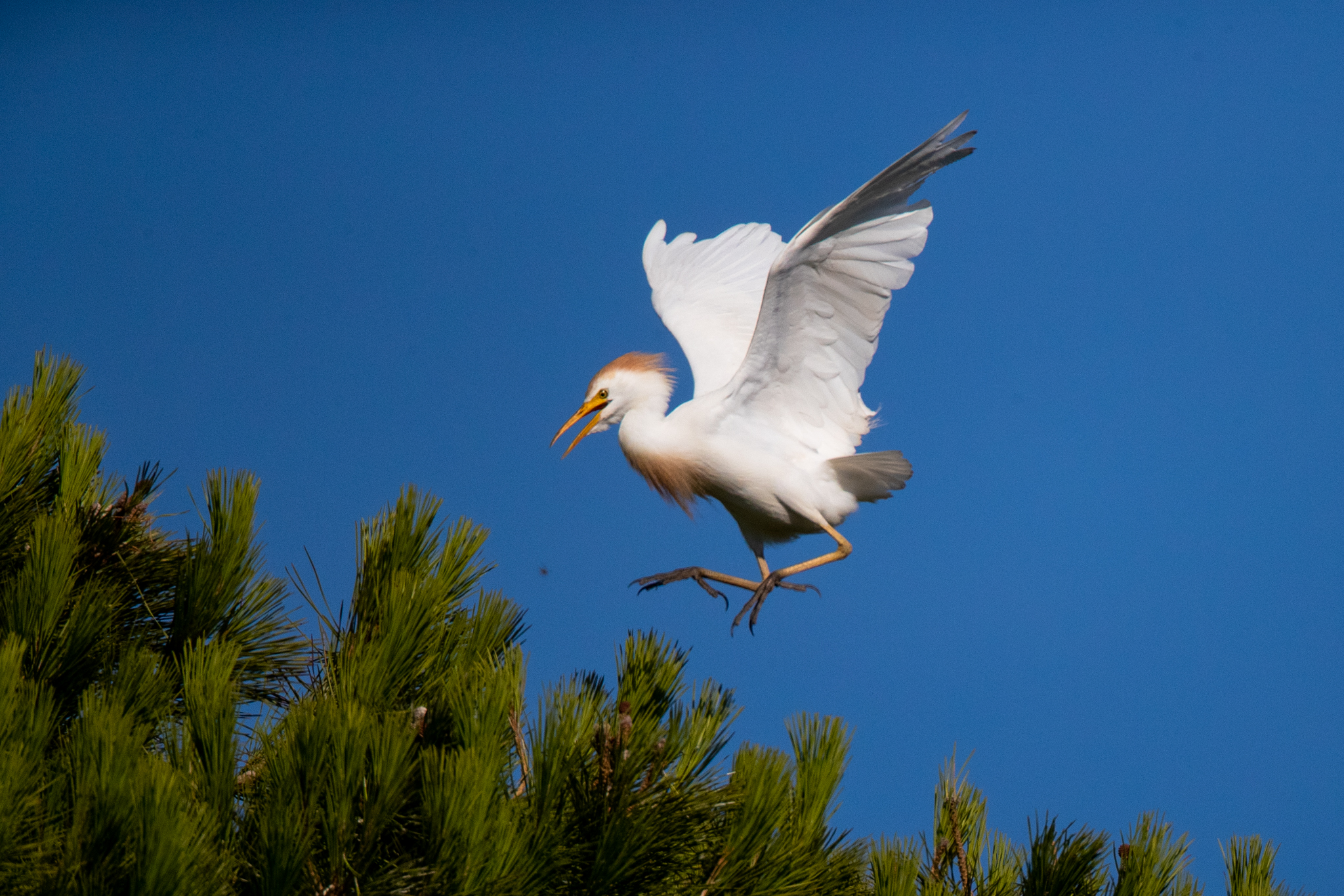 Heron looks goodi struggling with an insect