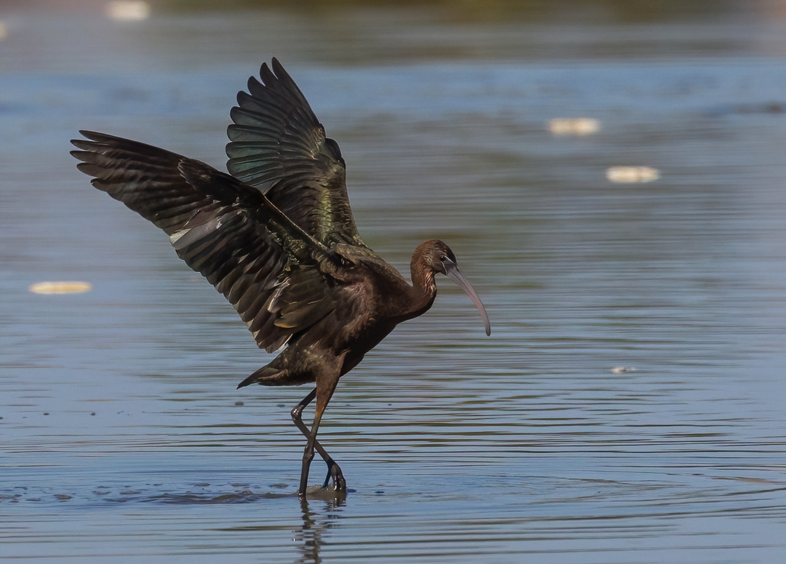 L'arrivo del mignattaio
