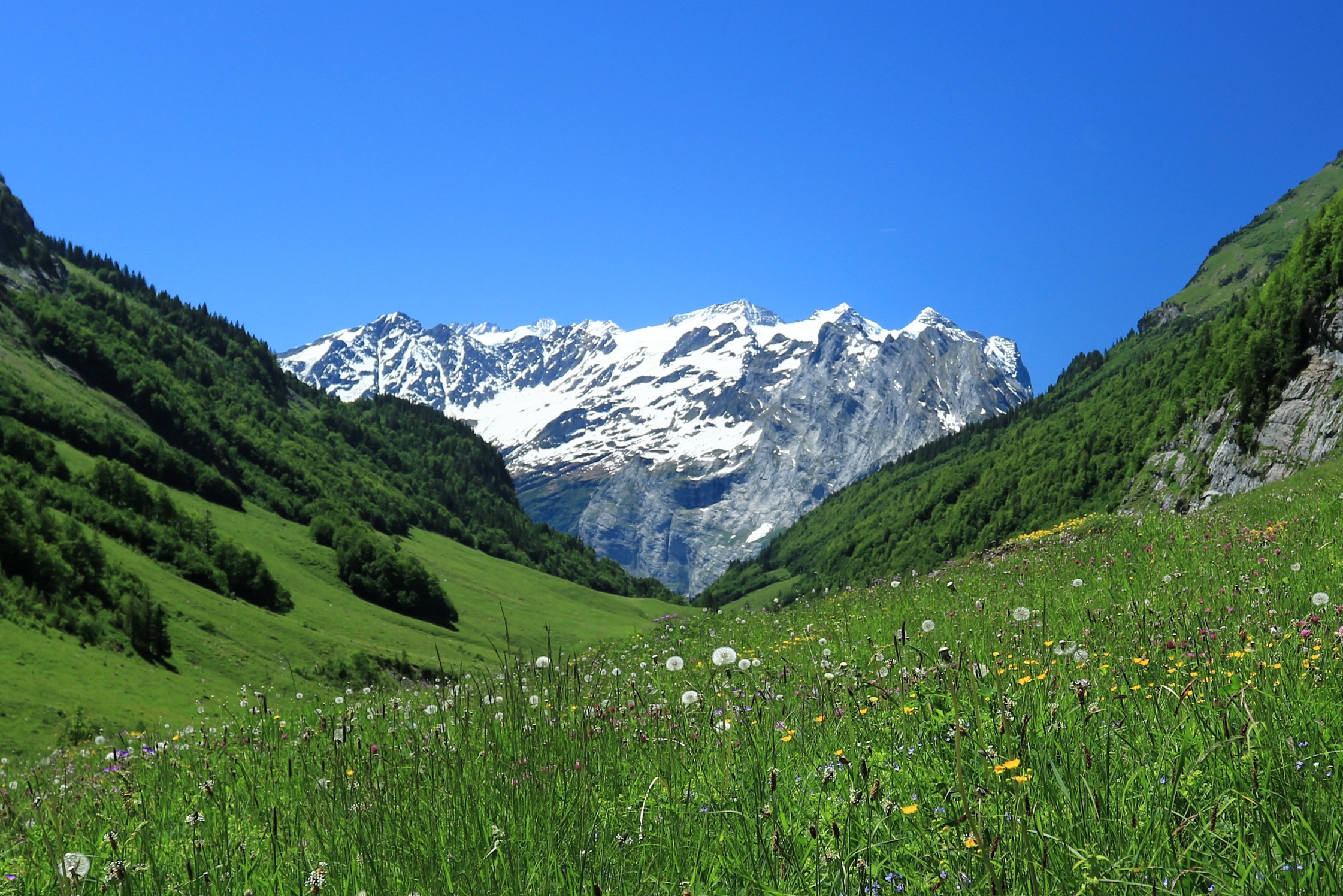 Switzerland, New Zealand