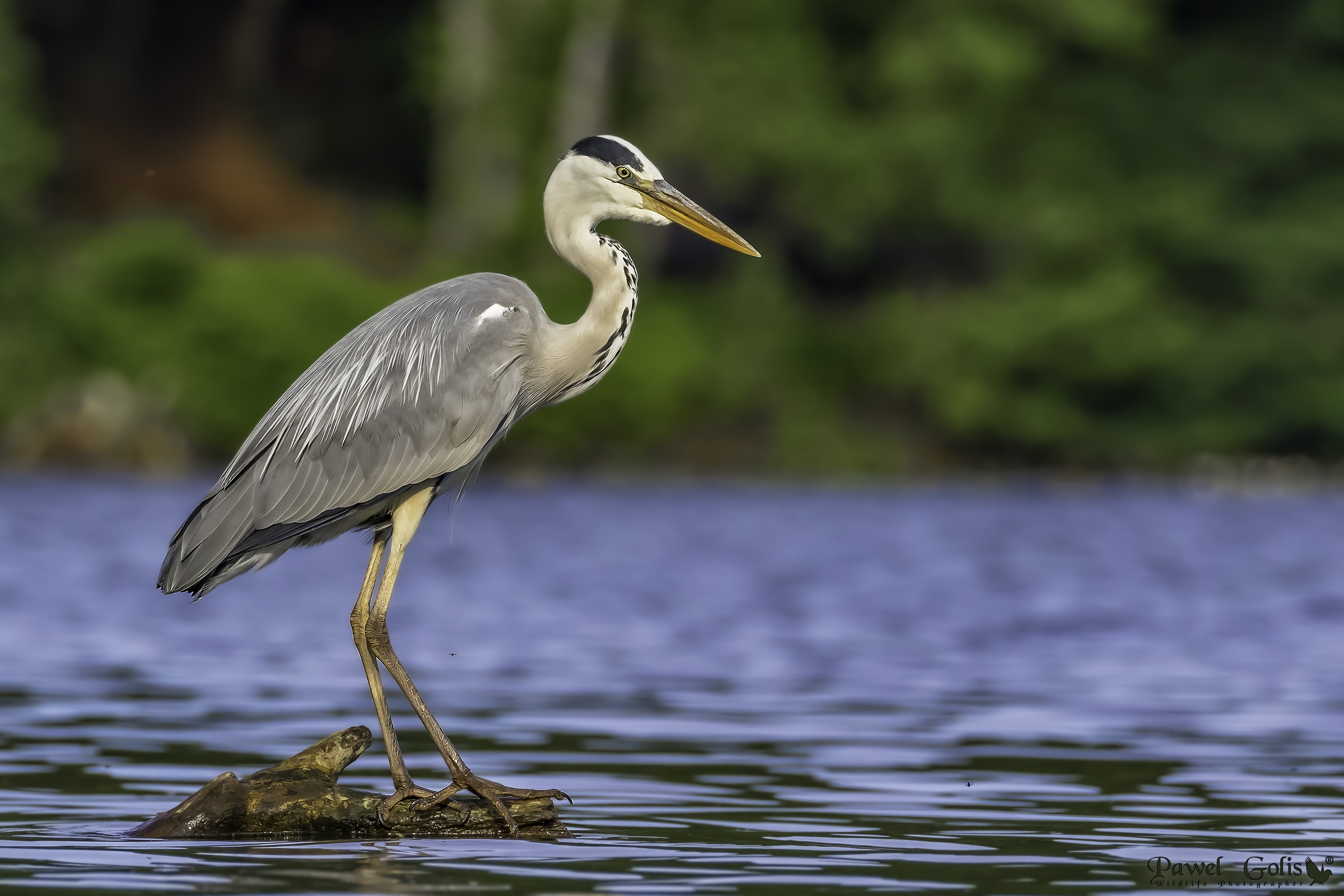 Heron grigio (Ardea cinerea)