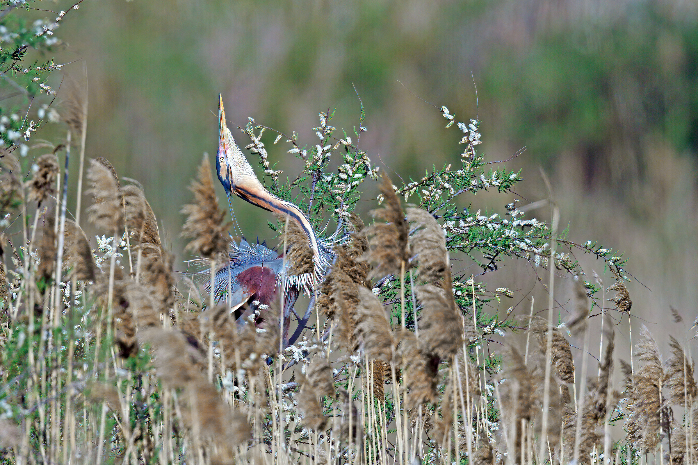 The Skydiver's Nightmare