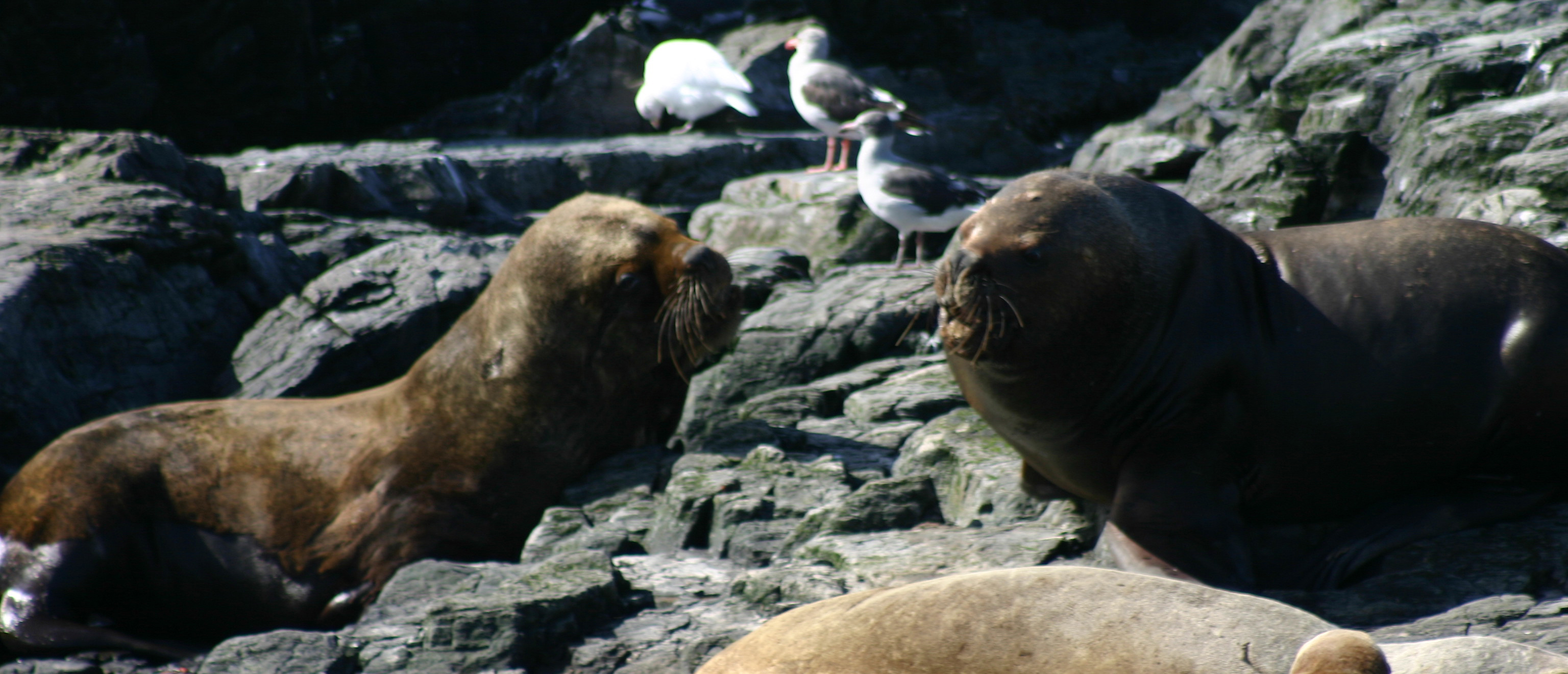 Seals in Antarctica
