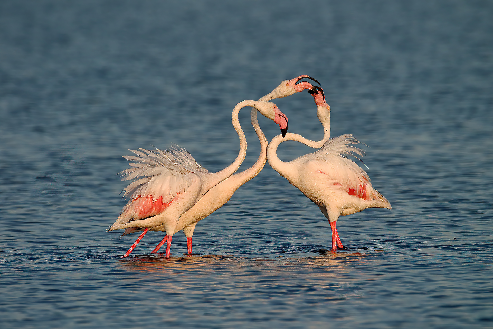 Flamingos